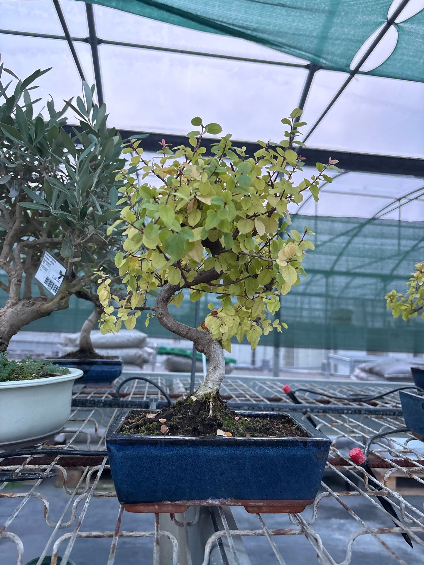 Bonsaï 8 ans Sageretia theezans