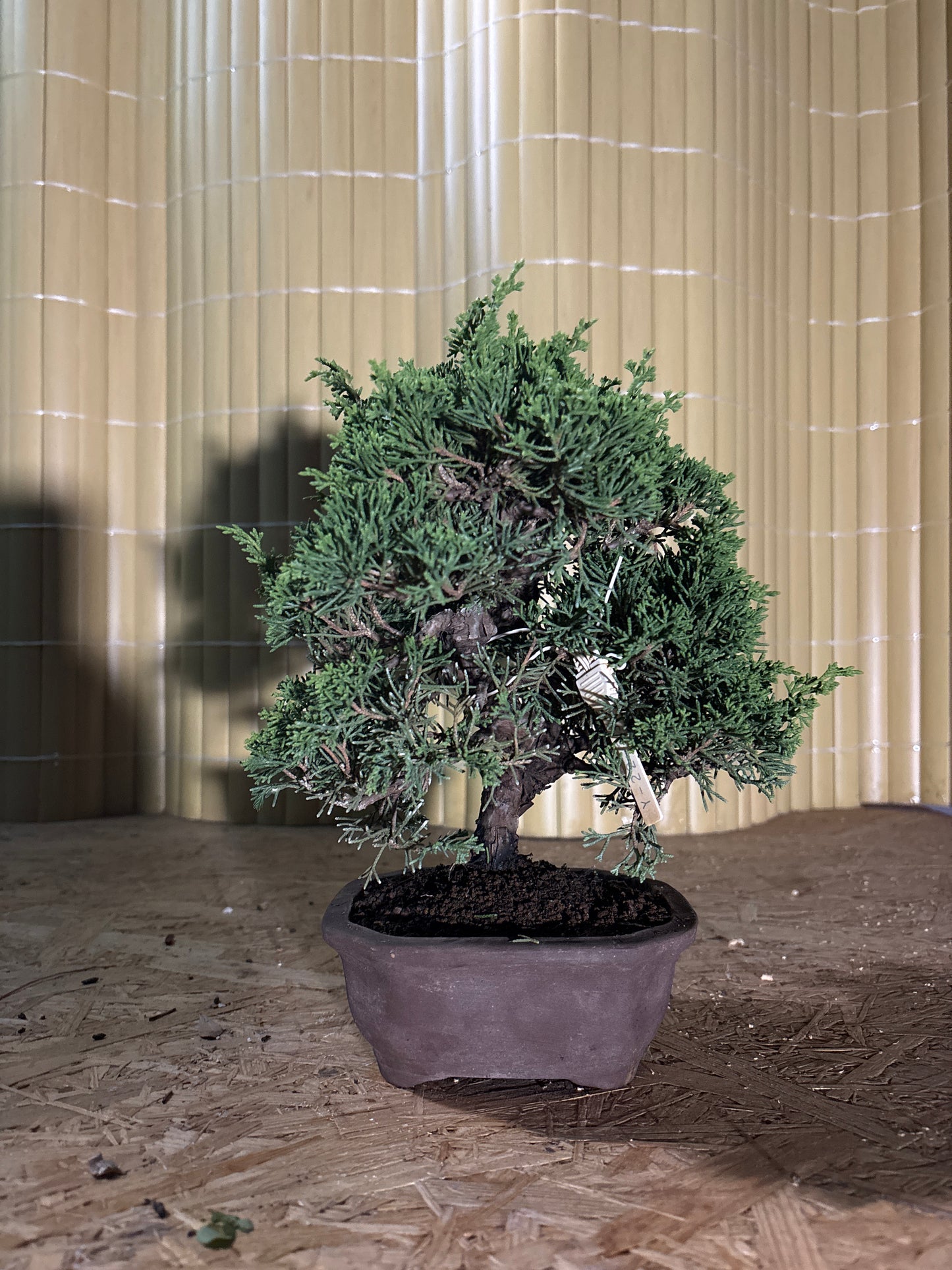 Bonsaï 17 ans Juniperus chinensis itoigawa