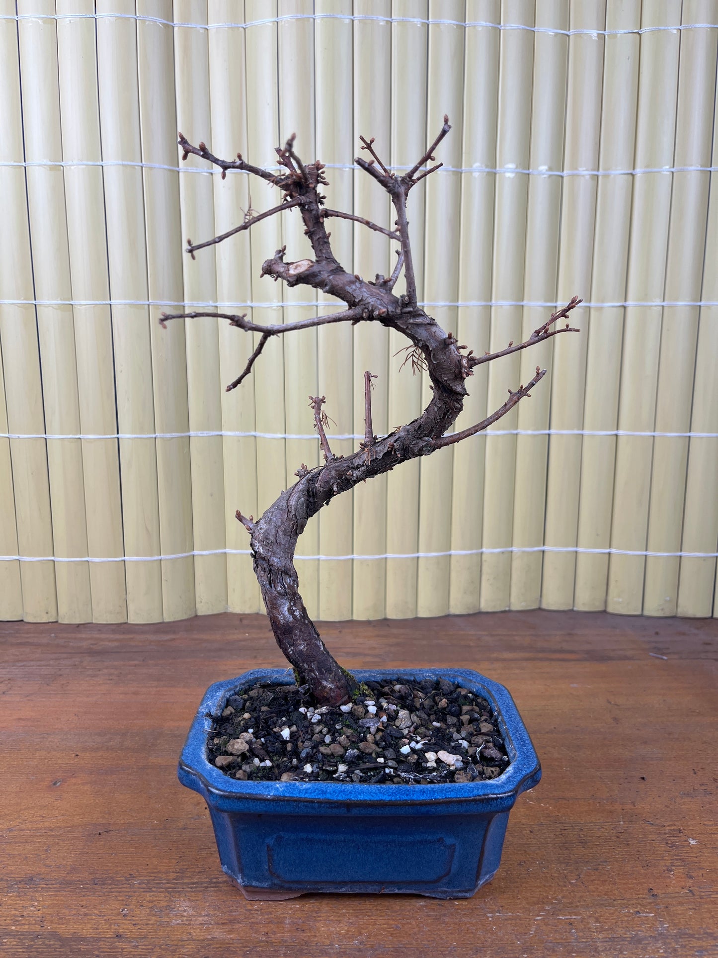 Bonsai 7 ans Metasequoia glyptostroboides