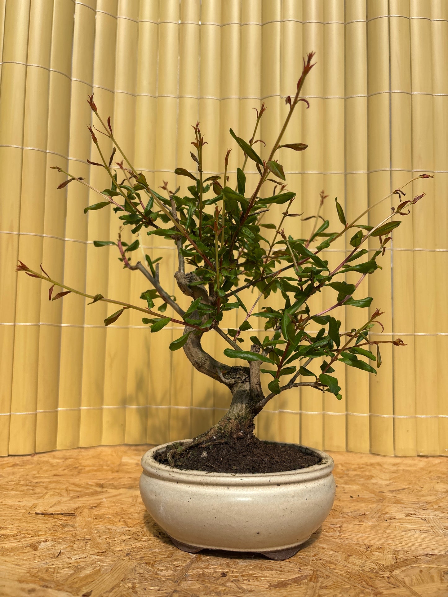 Bonsái 7 ans Punica granatum nejikan