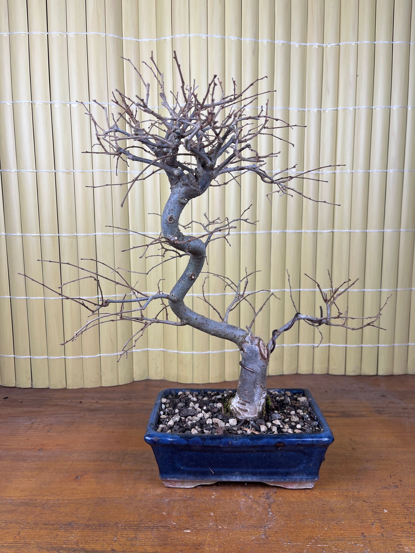 Bonsái 8 ans Zelkova serrata