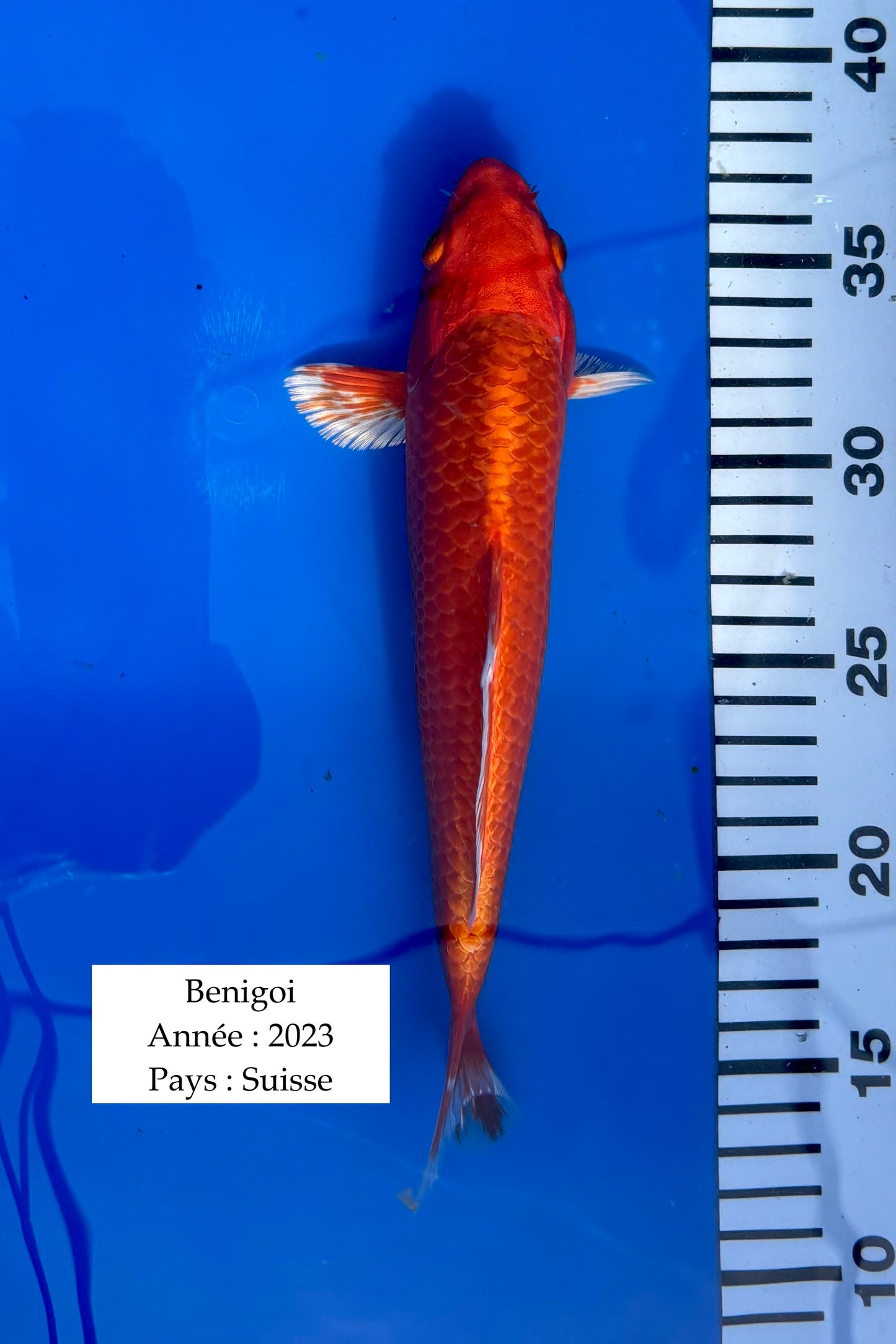Orenji Ogon - 25 cm