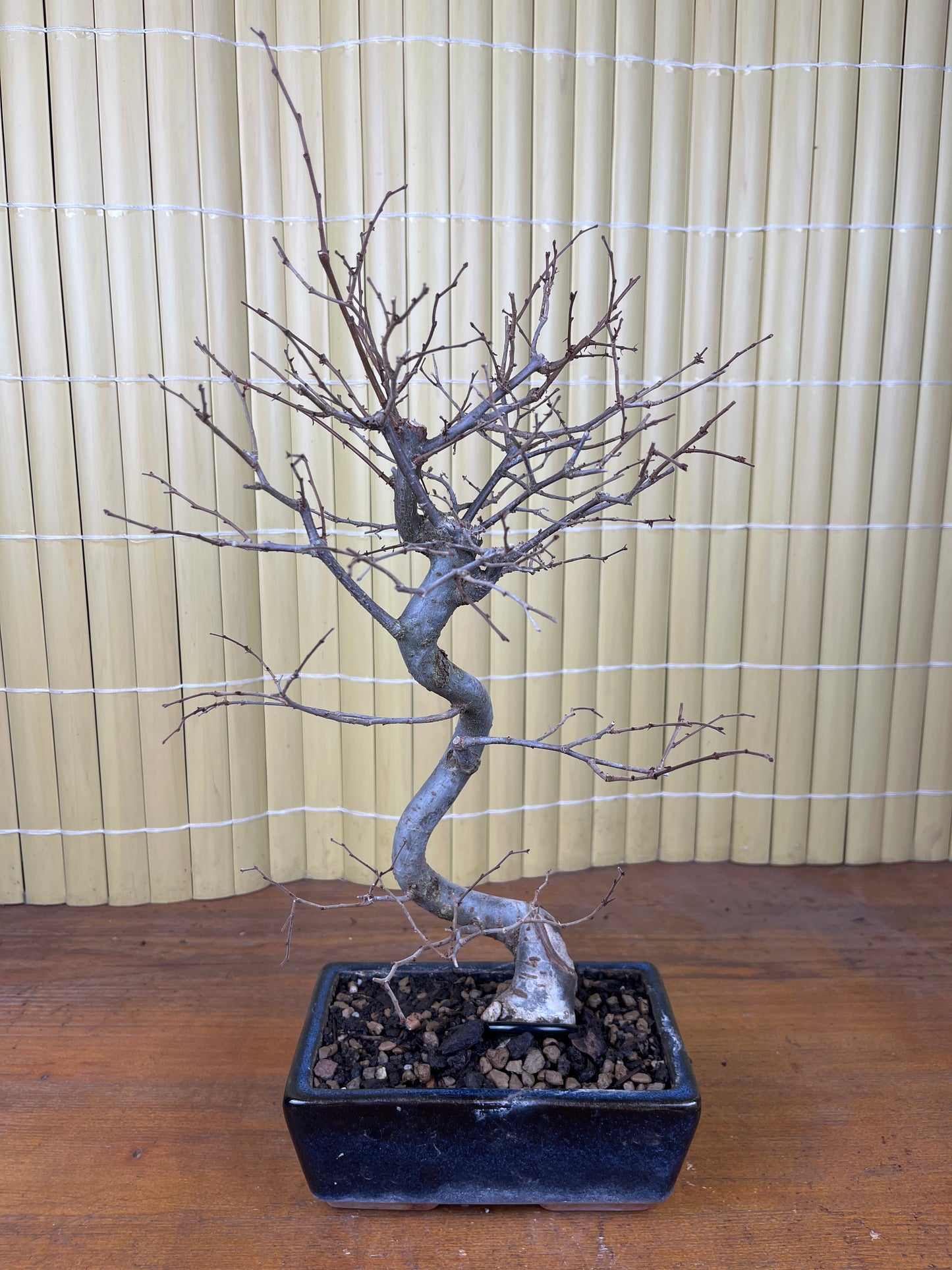 Bonsái 8 ans Zelkova serrata