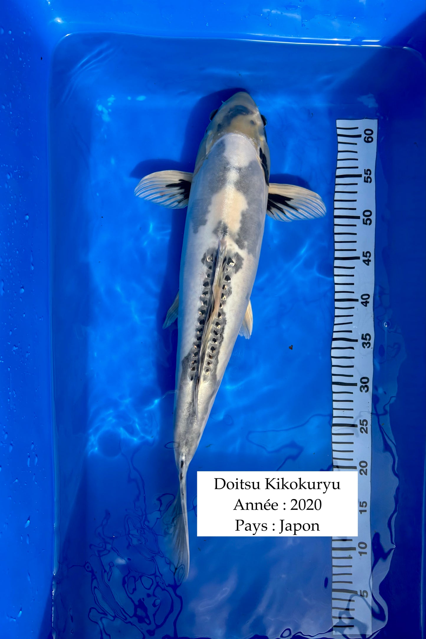 Doitsu Kikokuryu - 58 cm