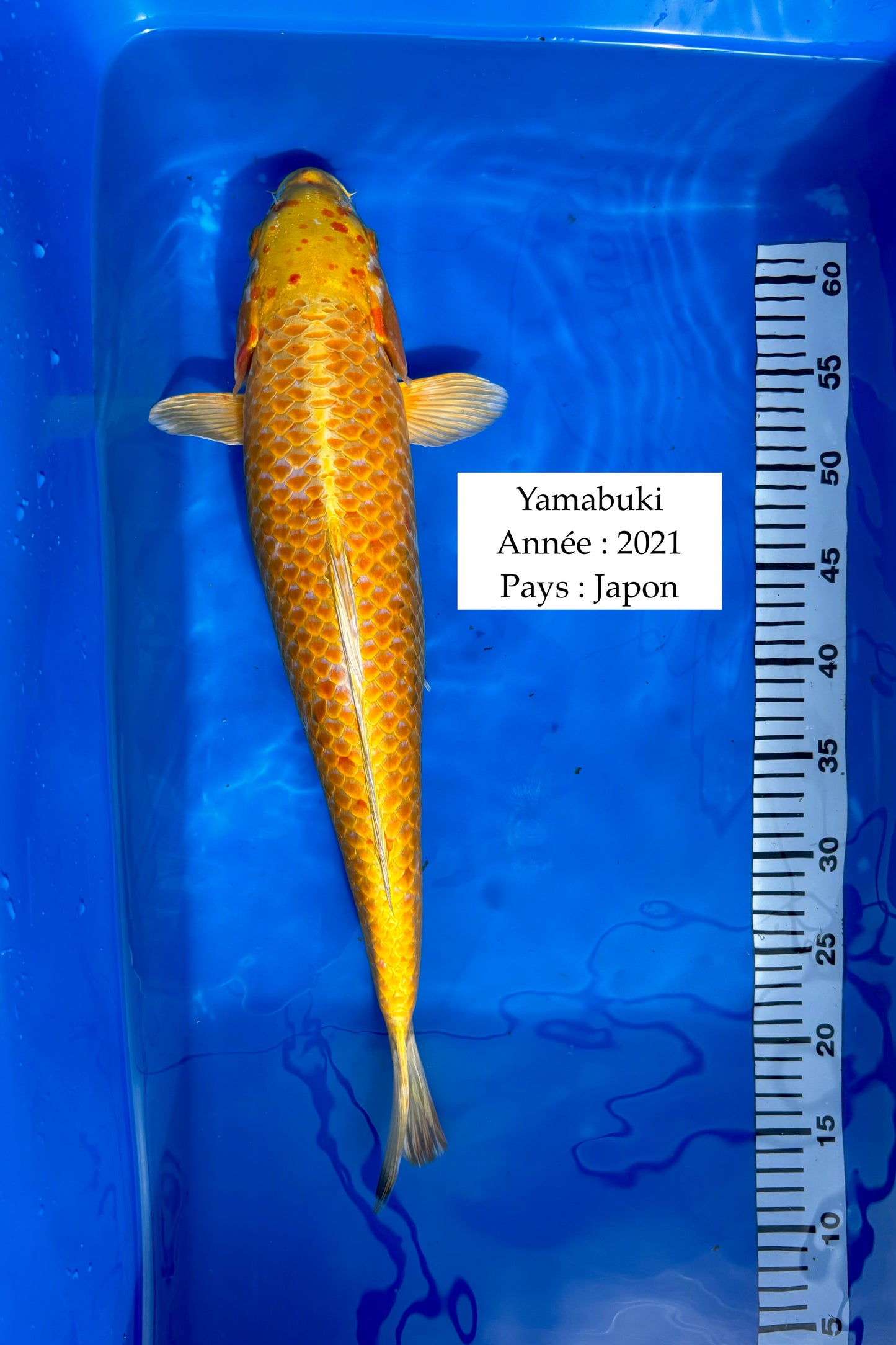 Yamabuki - 53 cm