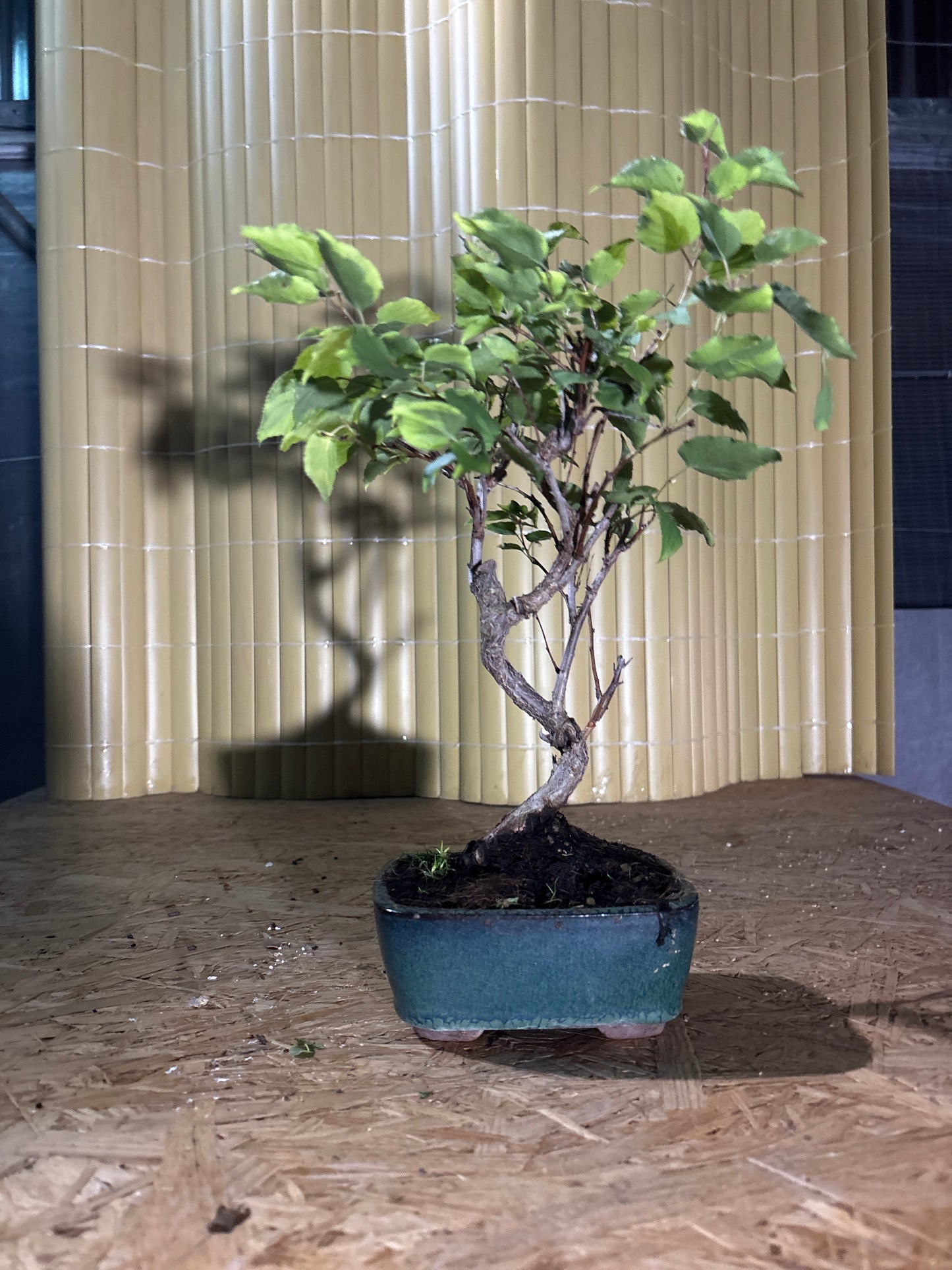 Bonsaï 8 ans Prunus sp.