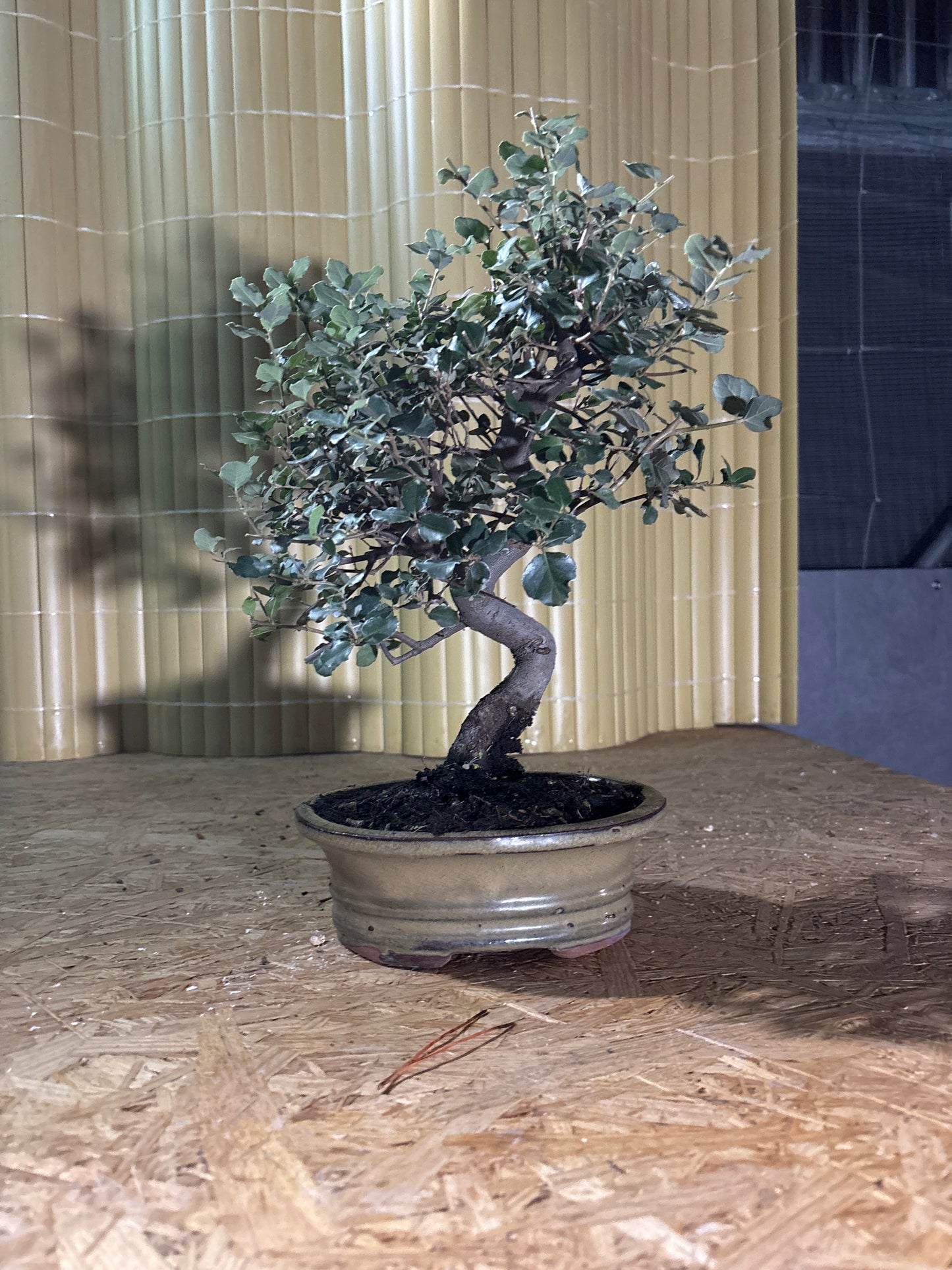 Bonsaï 9 ans Quercus suber