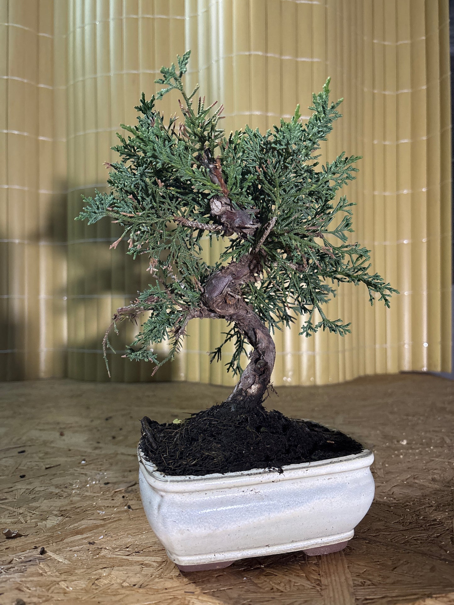 Bonsái 8 ans Juniperus chinensis kyushu