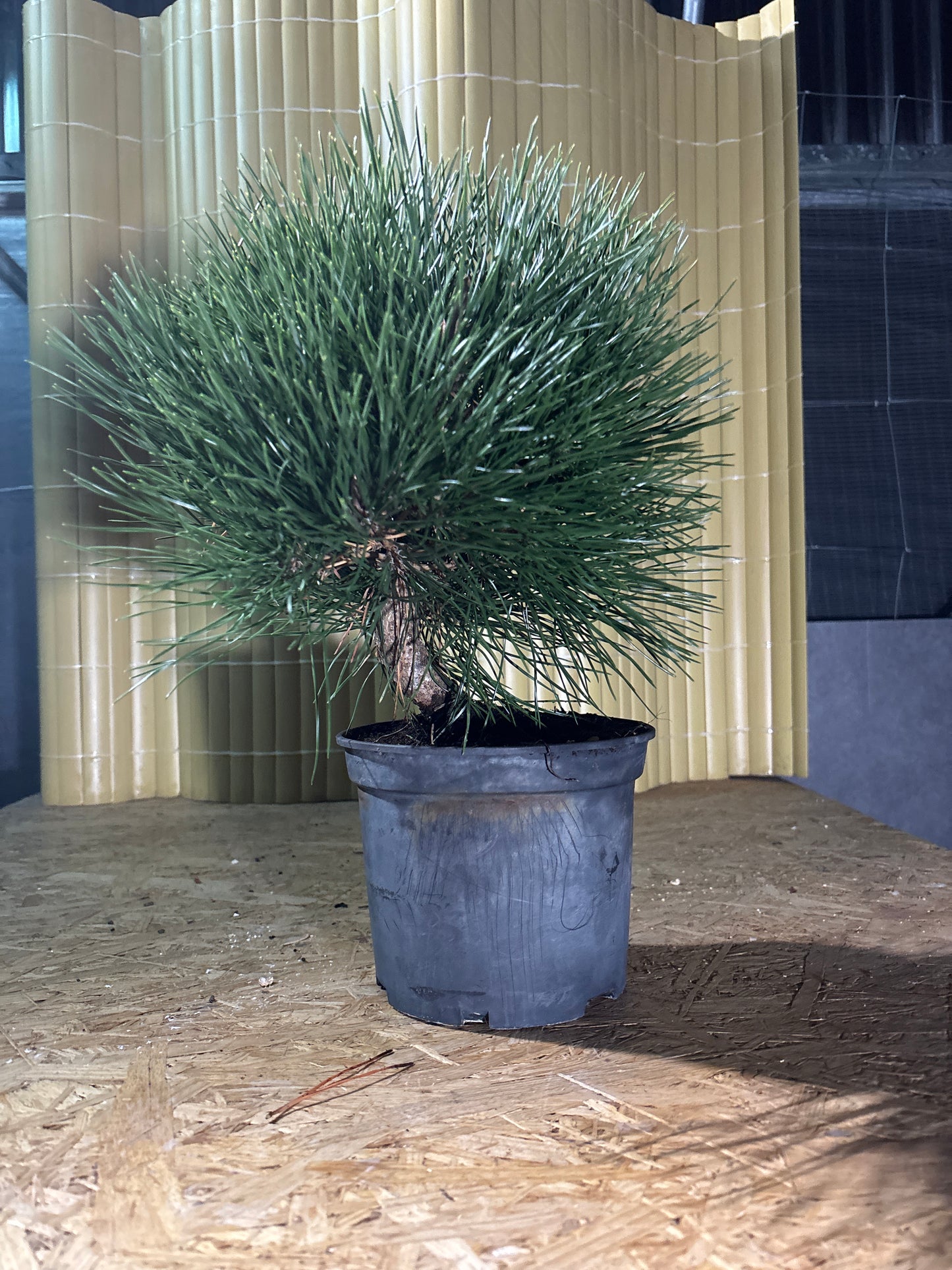 Prebonsái 10 ans Pinus thunbergii