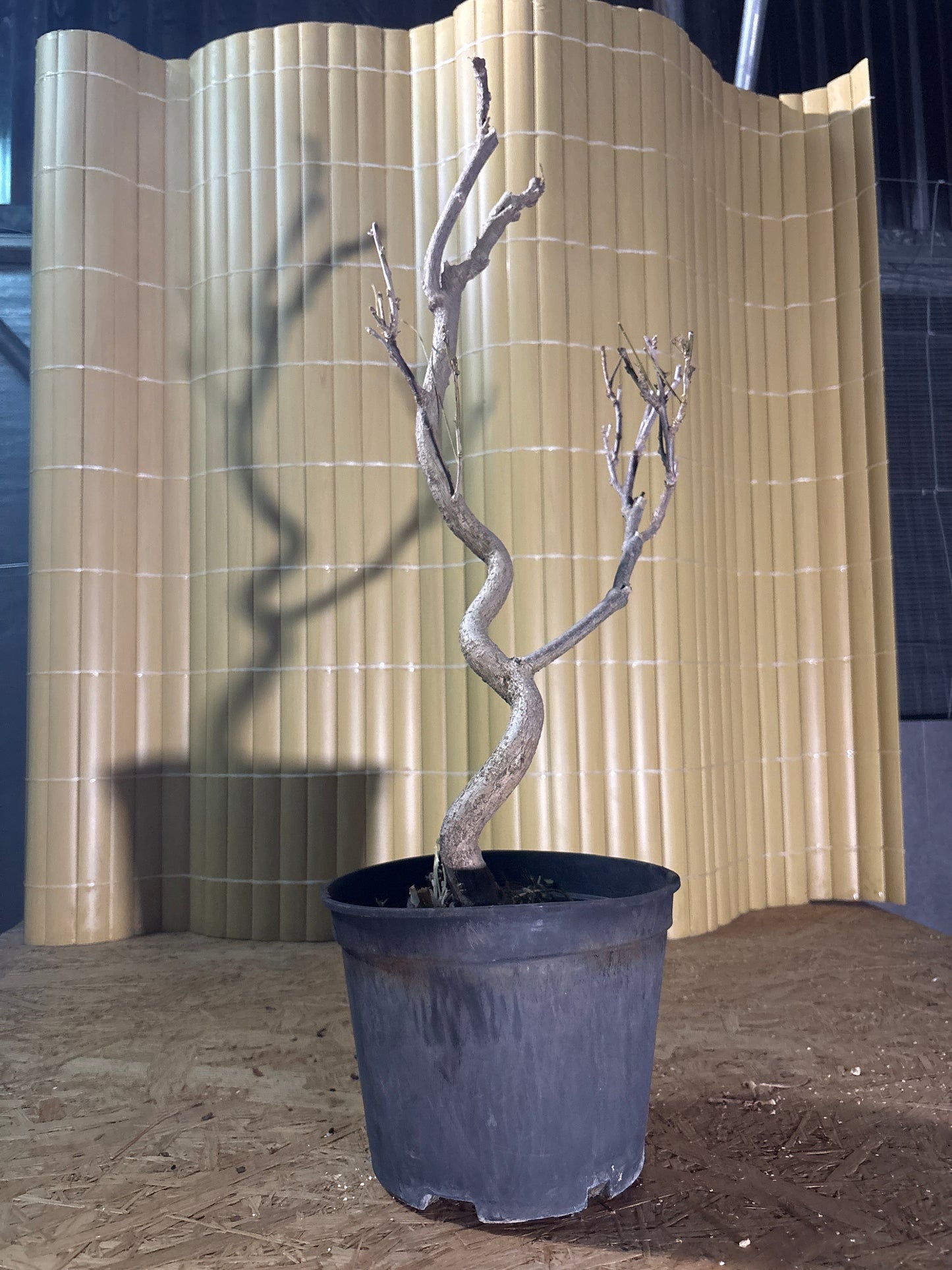 Prebonsai 12 ans Wisteria floribunda