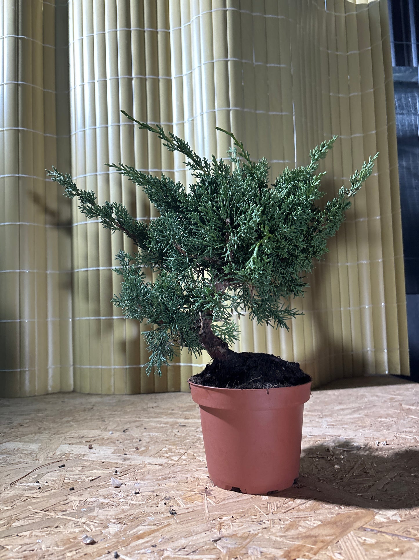 Bonsai 9 ans Juniperus chinensis kyushu