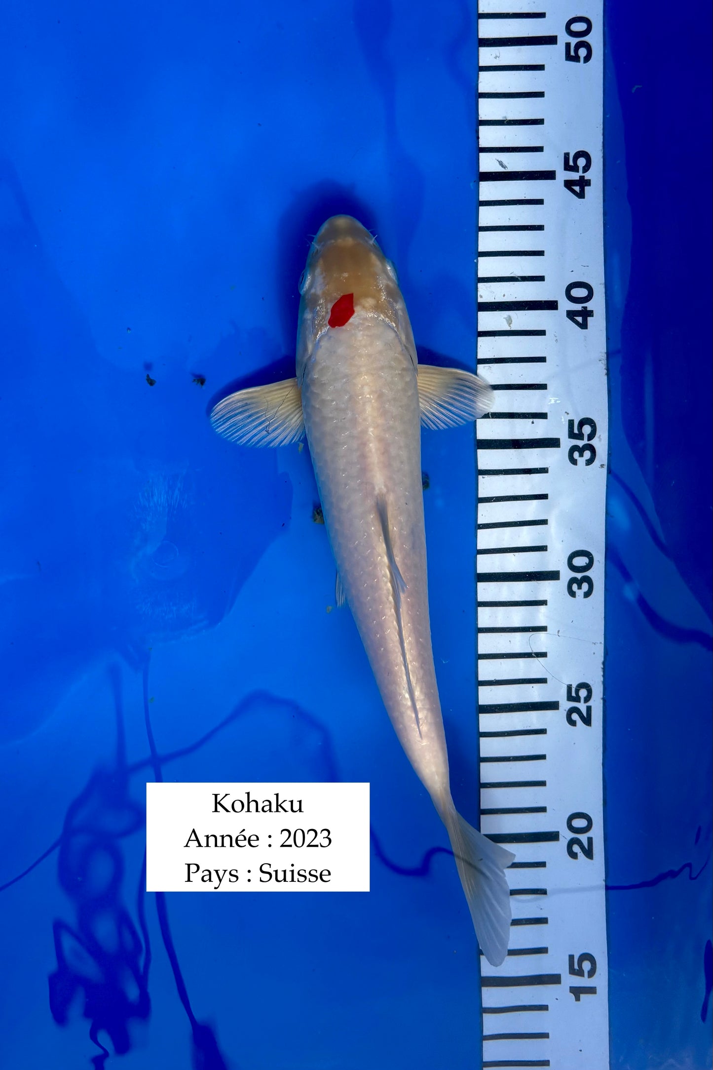 Kohaku - 27 cm