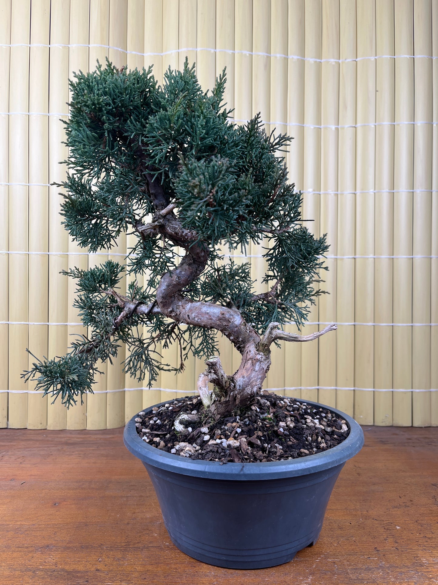 Prebonsái 23 ans Juniperus chinensis Itoigawa