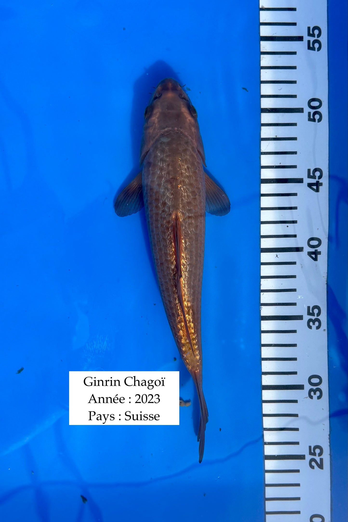 Ginrin Chagoï - 27 cm