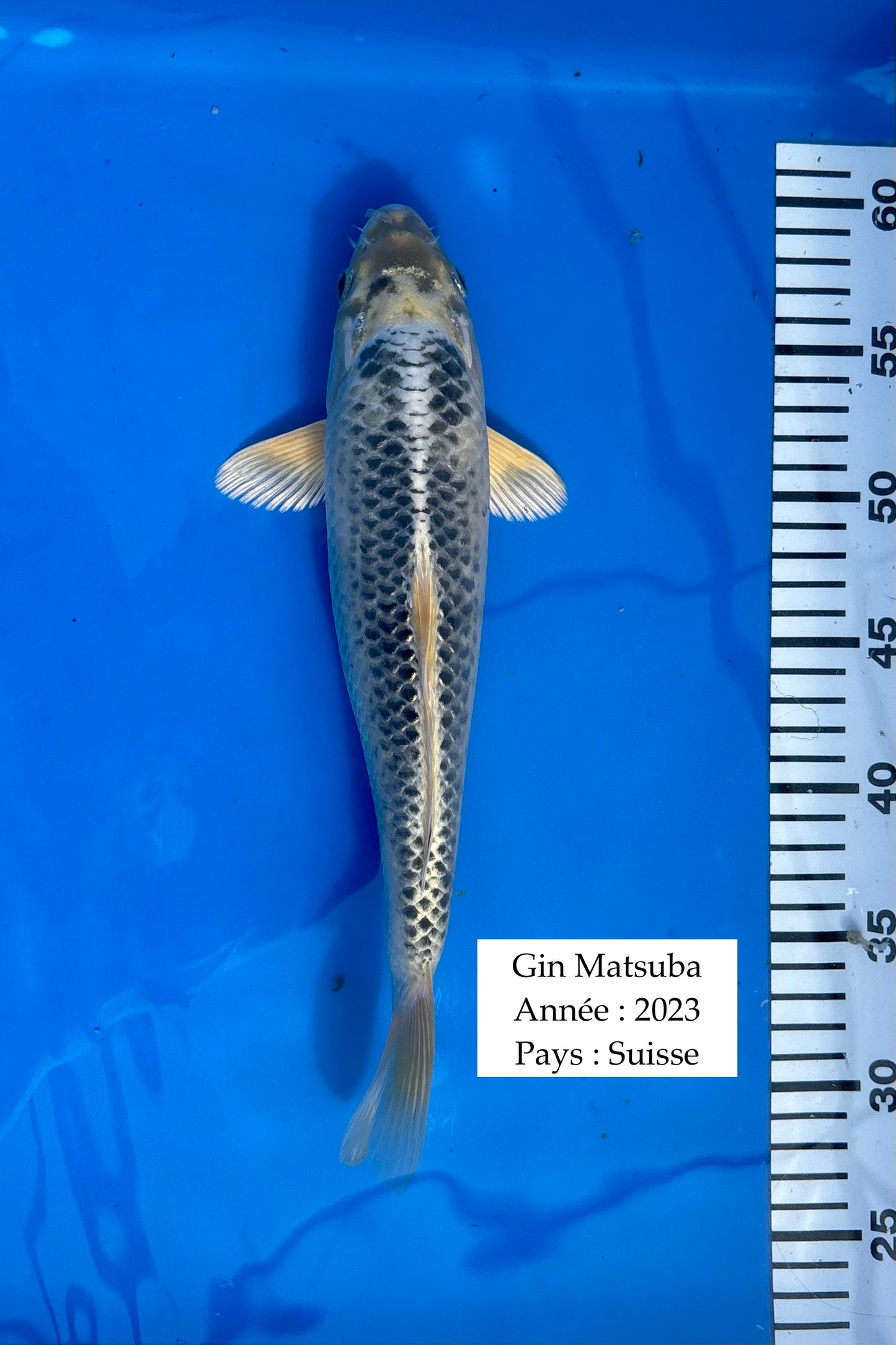 Gin Matsuba - 33 cm