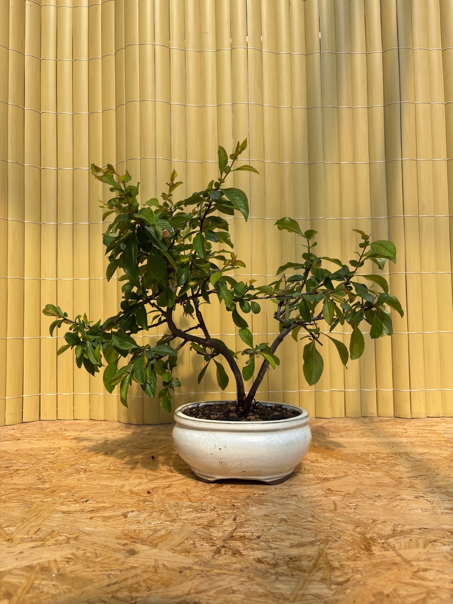 Bonsai 10 ans Chaenomeles sp. PZ-ERWIAM
