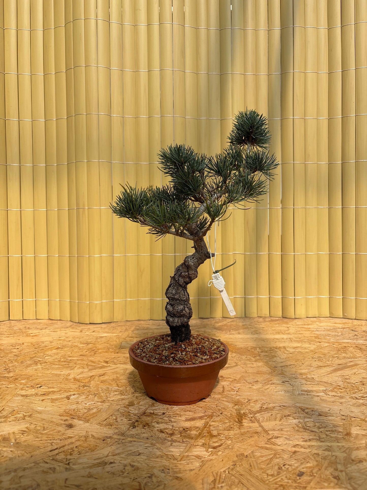 Bonsaï 14 ans Pinus pentaphylla