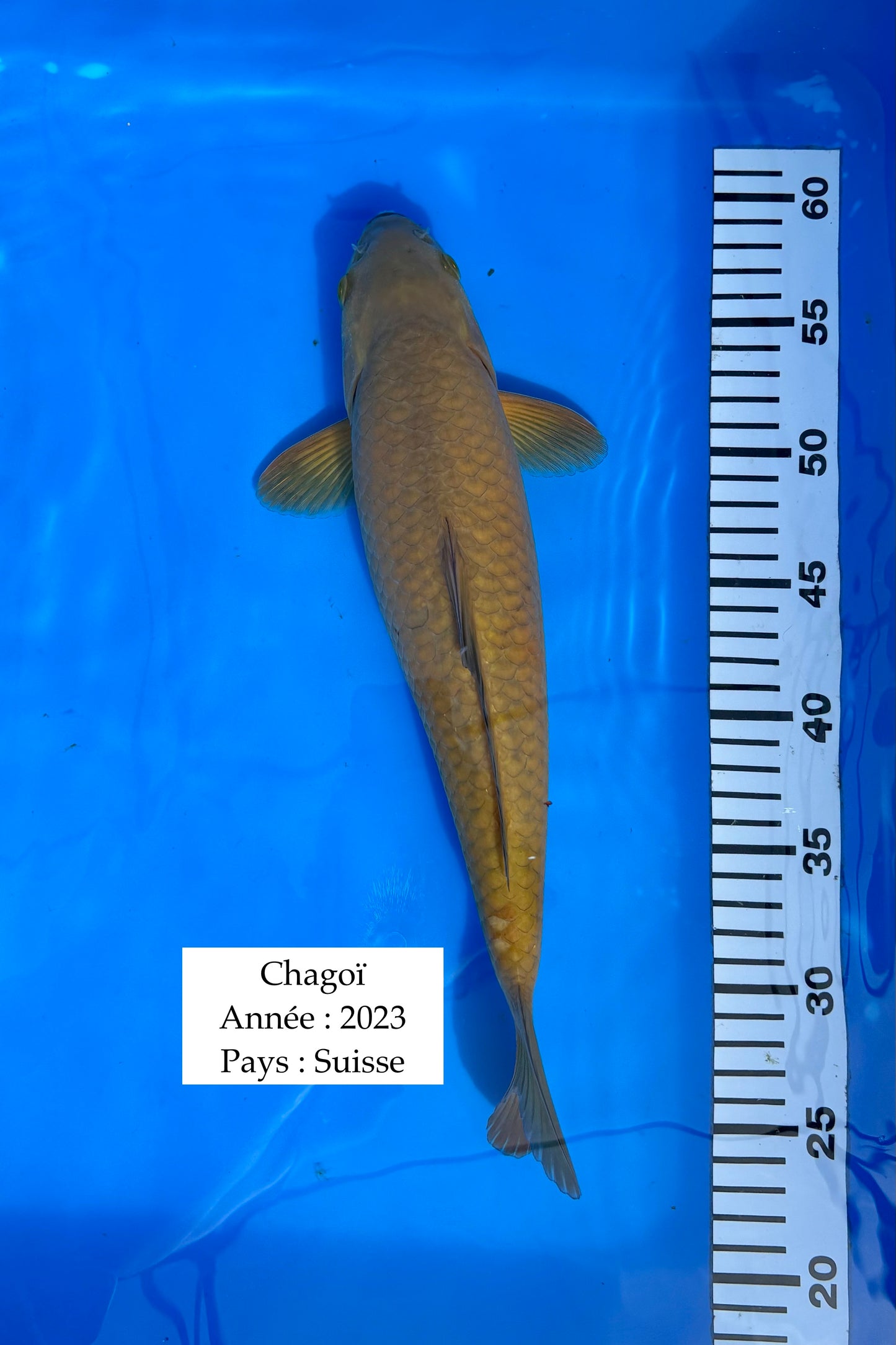 Chagoï - 38 cm