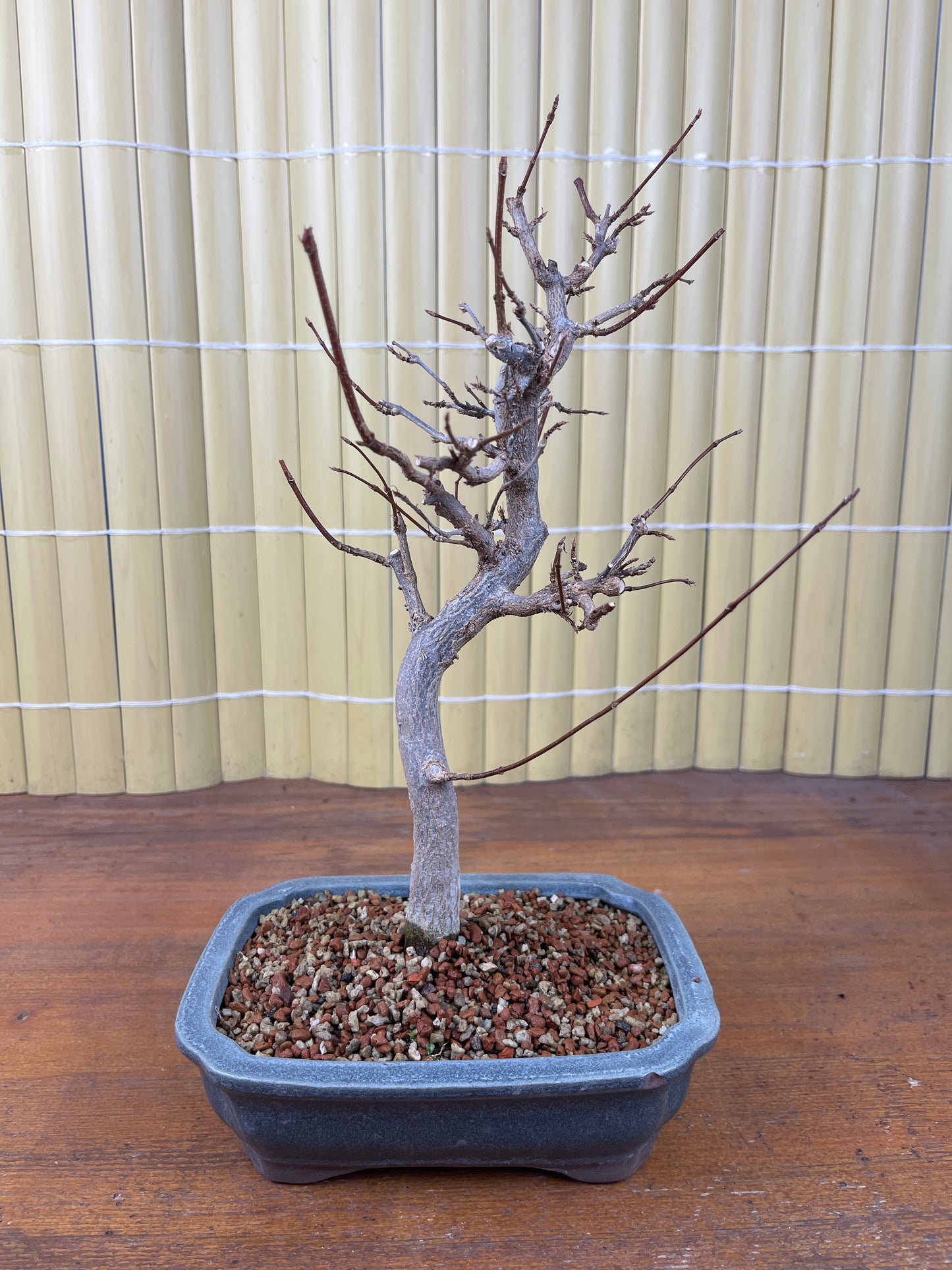 Bonsaï 14 ans Acer buergerianum