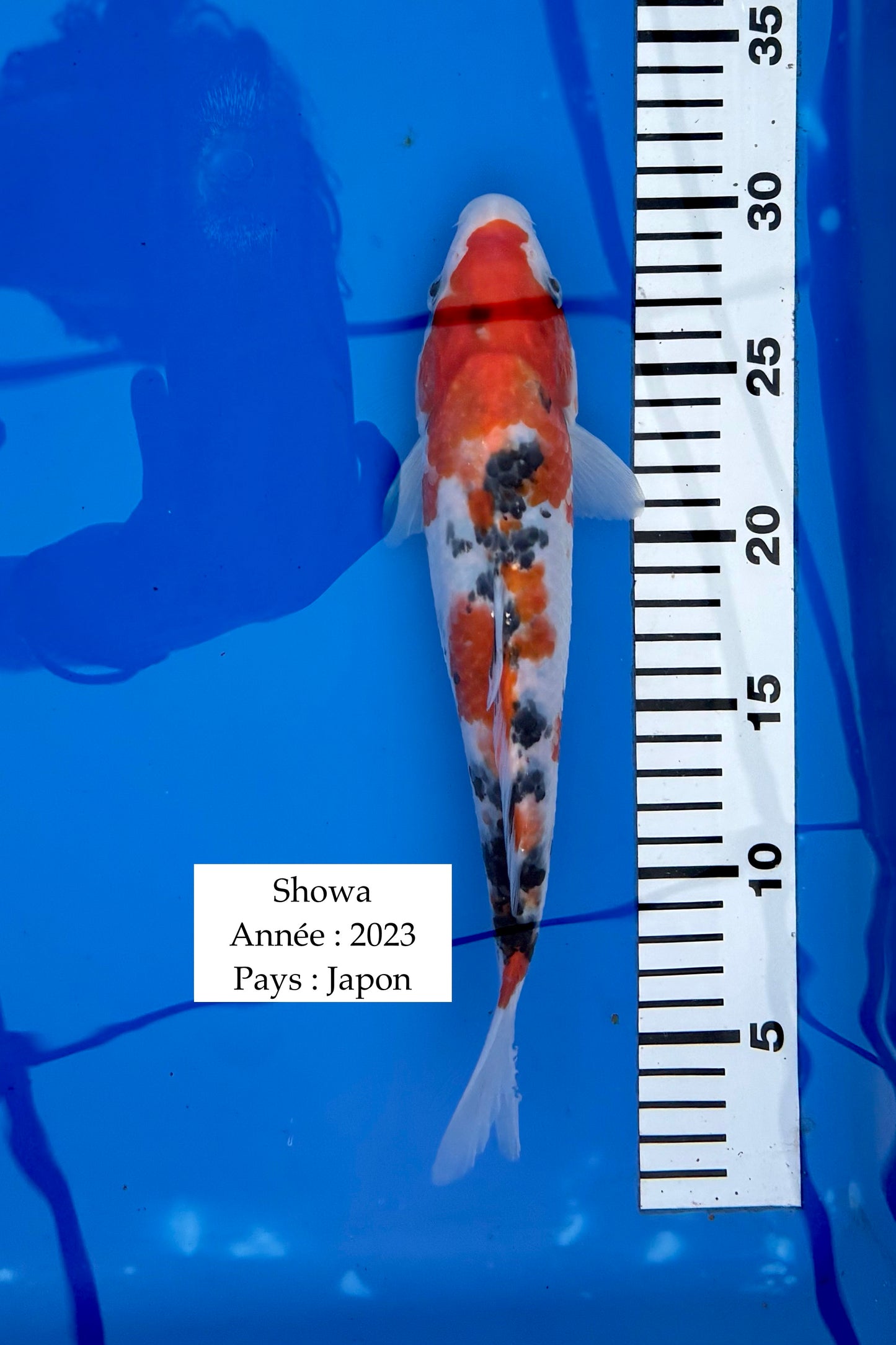 Showa - 29 cm