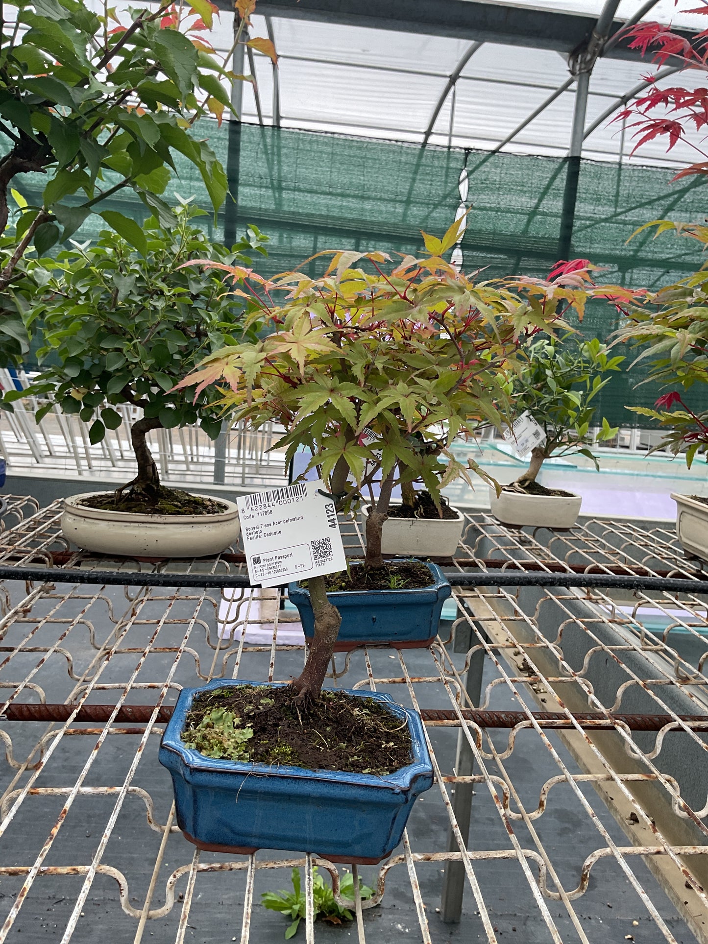 Bonsai 7 ans Acer palmatum