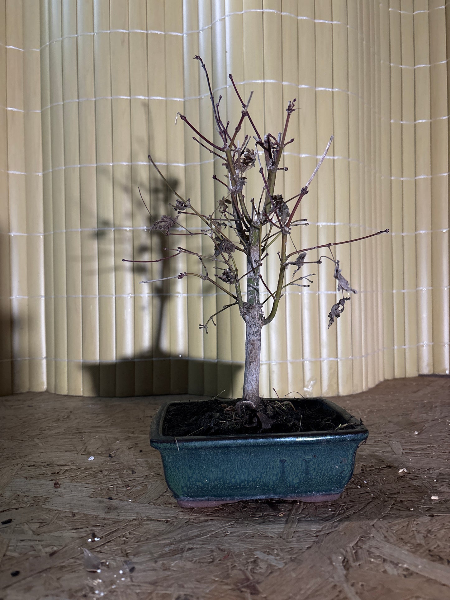 Bonsai 7 ans Acer palmatum