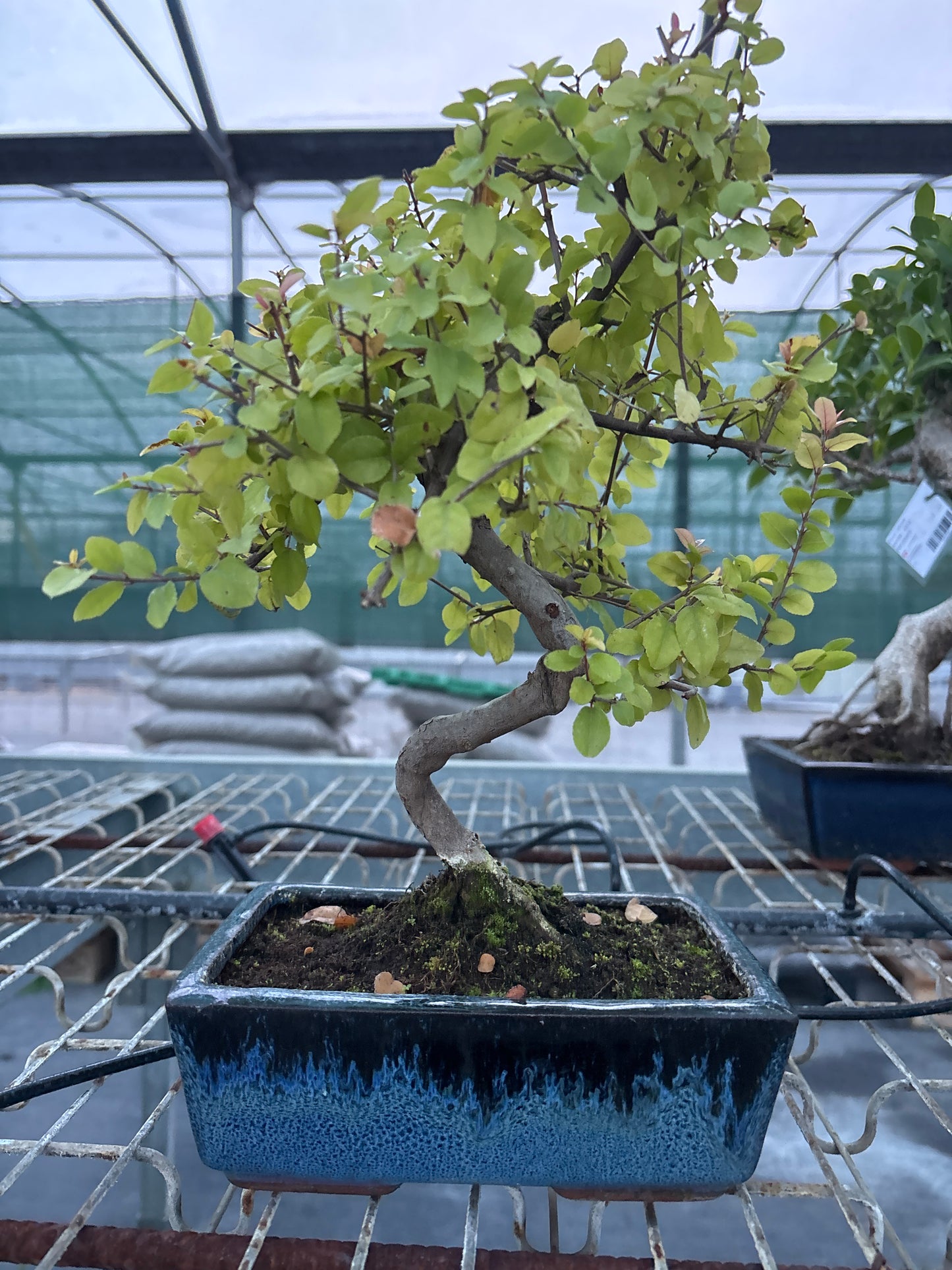 Bonsaï 8 ans Sageretia theezans