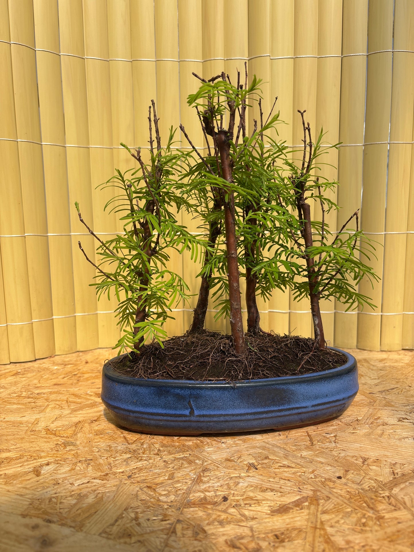 Bonsaï 8 ans Metasequoia glyptostroboides