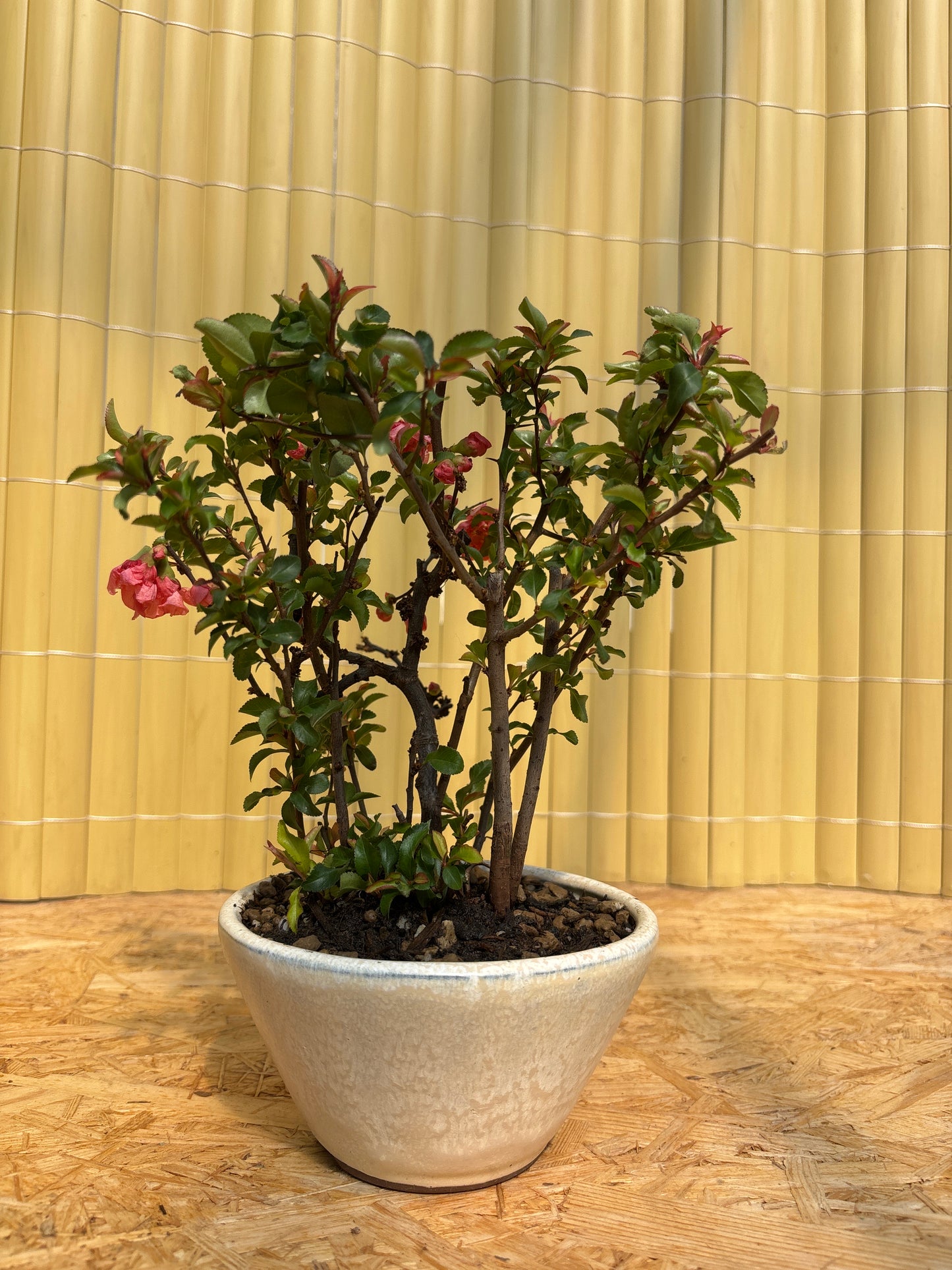 Bonsái 10 ans Chaenomeles superba PZ-ERWIAM