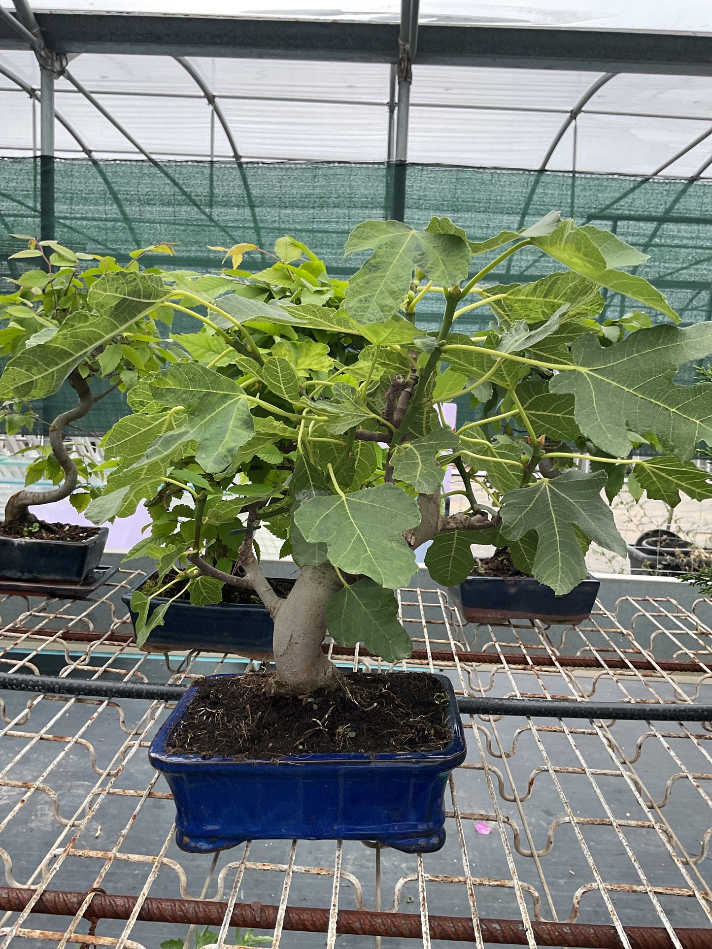 Bonsaï 10 ans Ficus carica