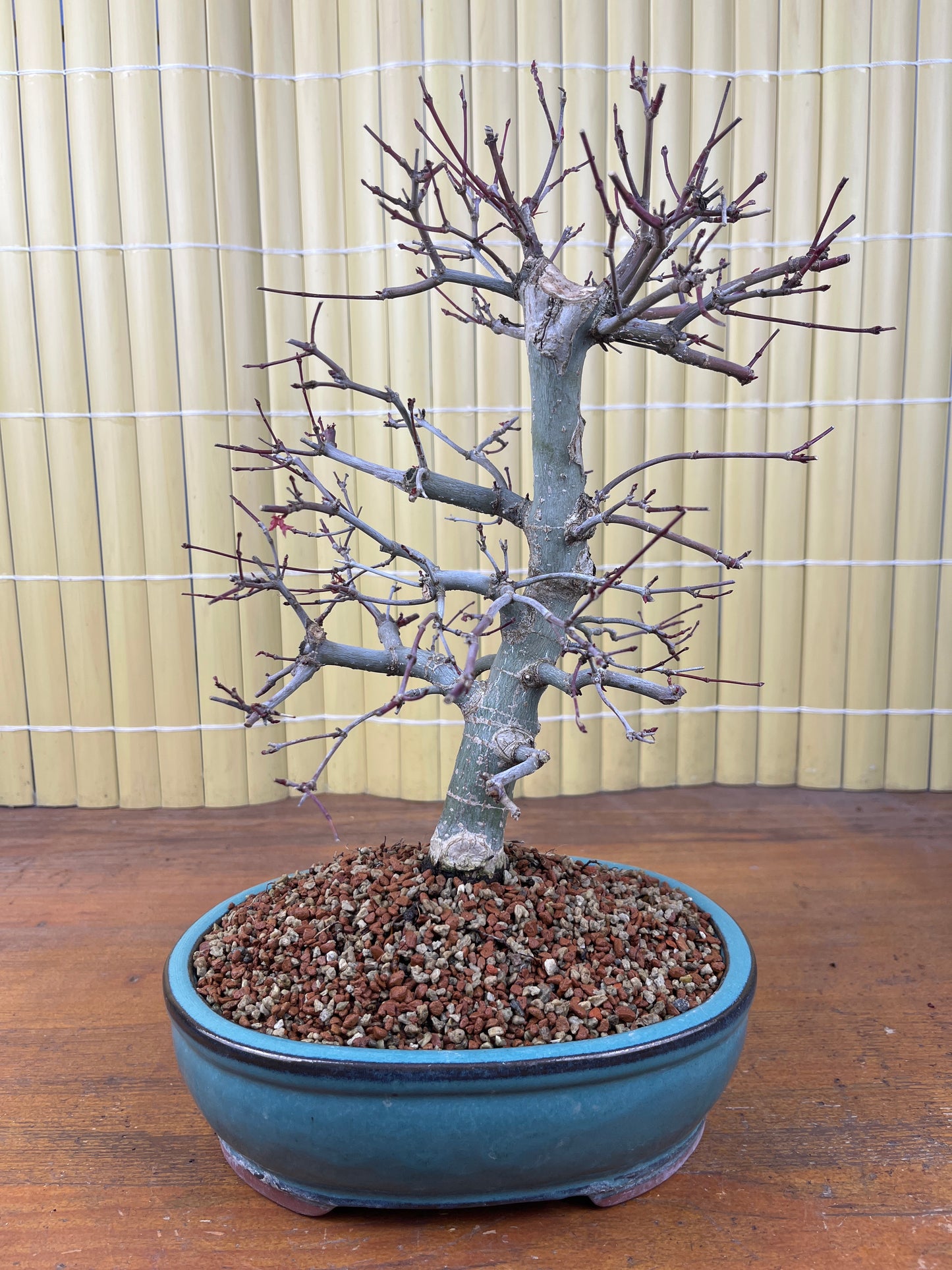 Bonsaï 16 ans Acer palmatum deshojo