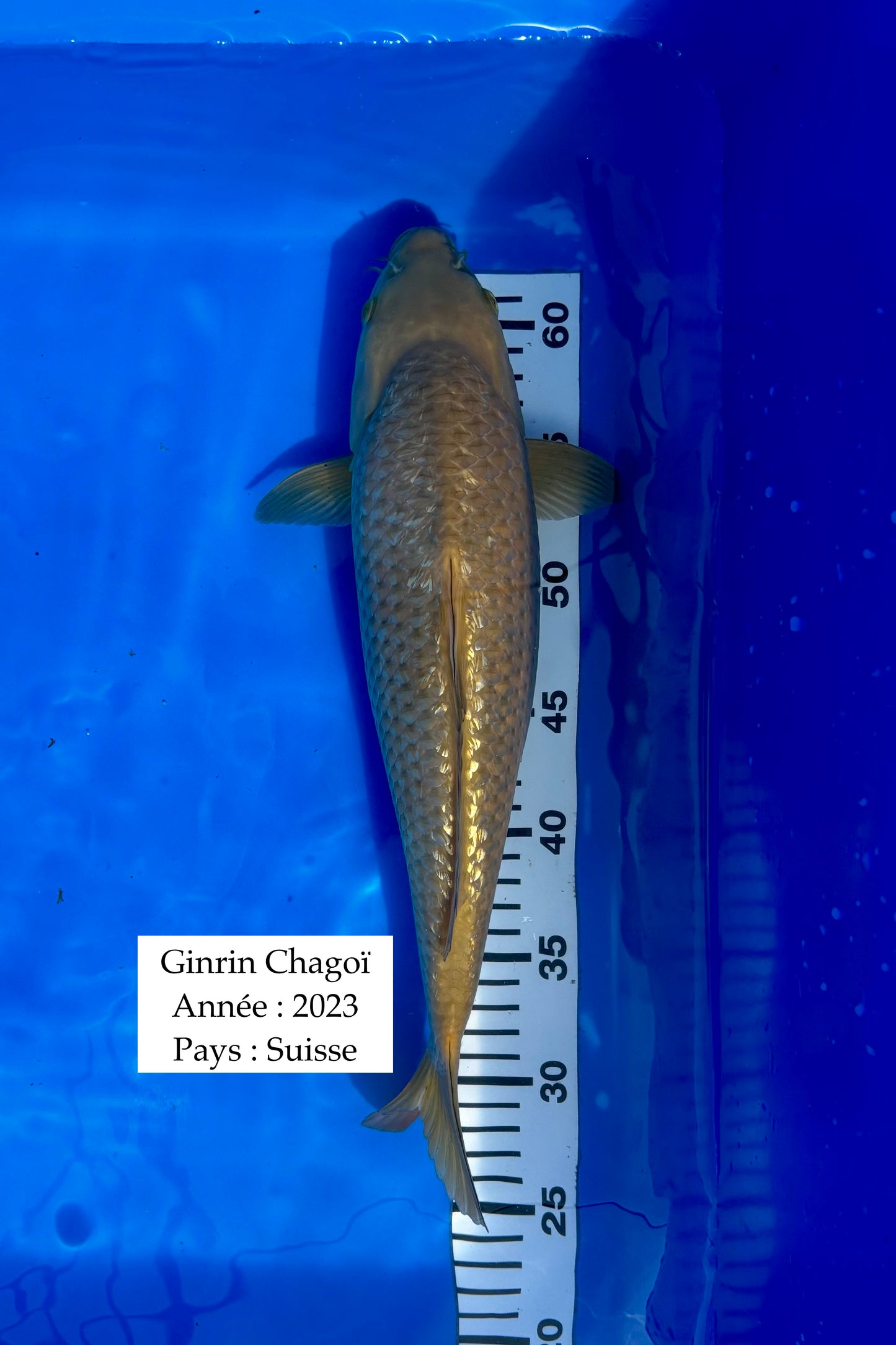 Ginrin Chagoï - 38 cm
