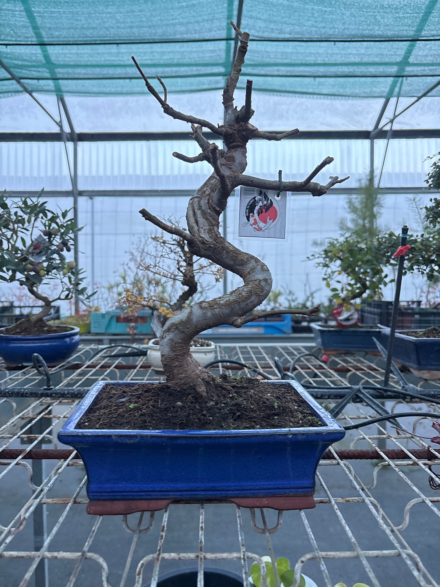 Bonsaï 12 ans Liquidambar sp.