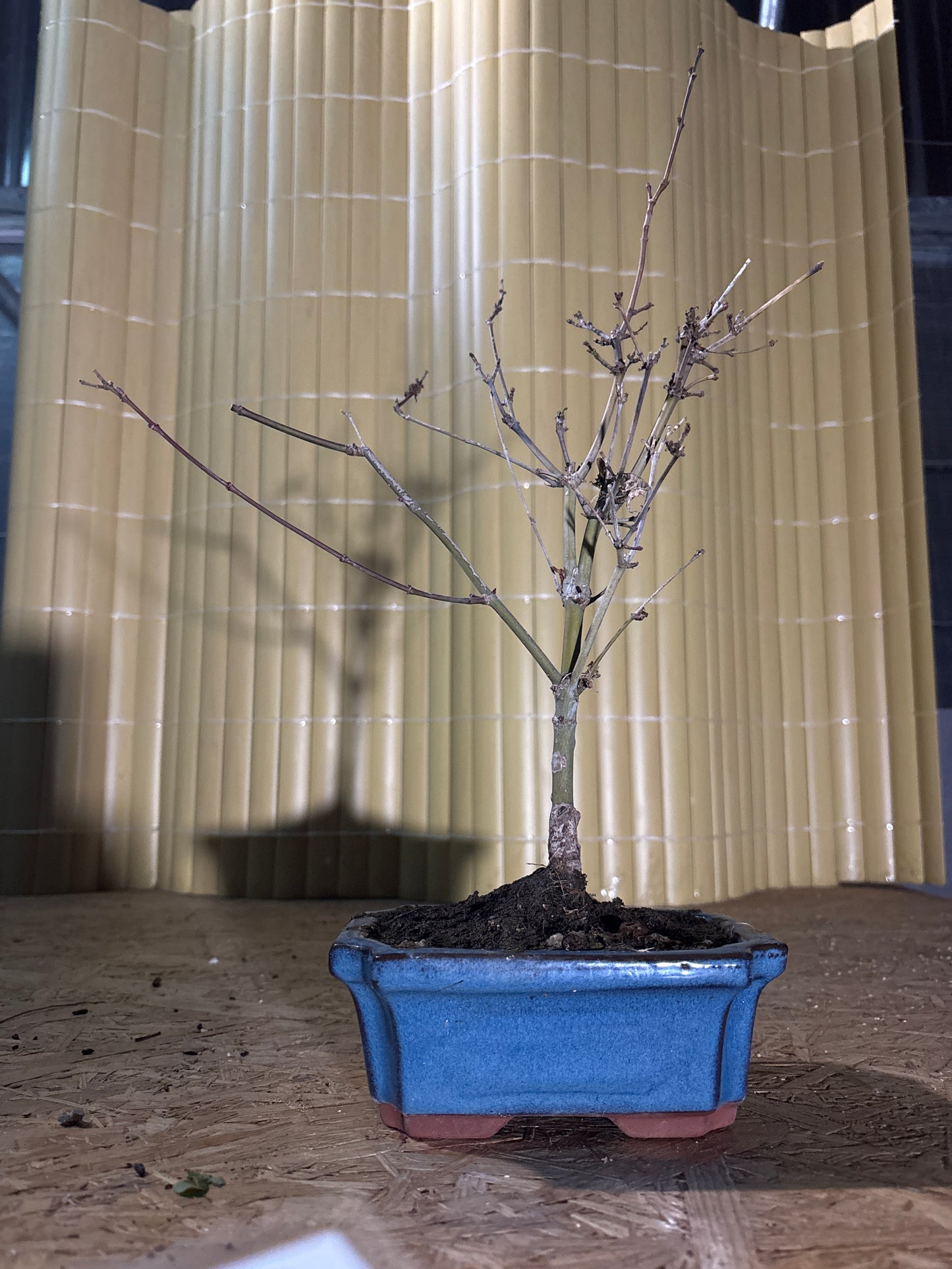 Bonsaï 7 ans Acer palmatum deshojo