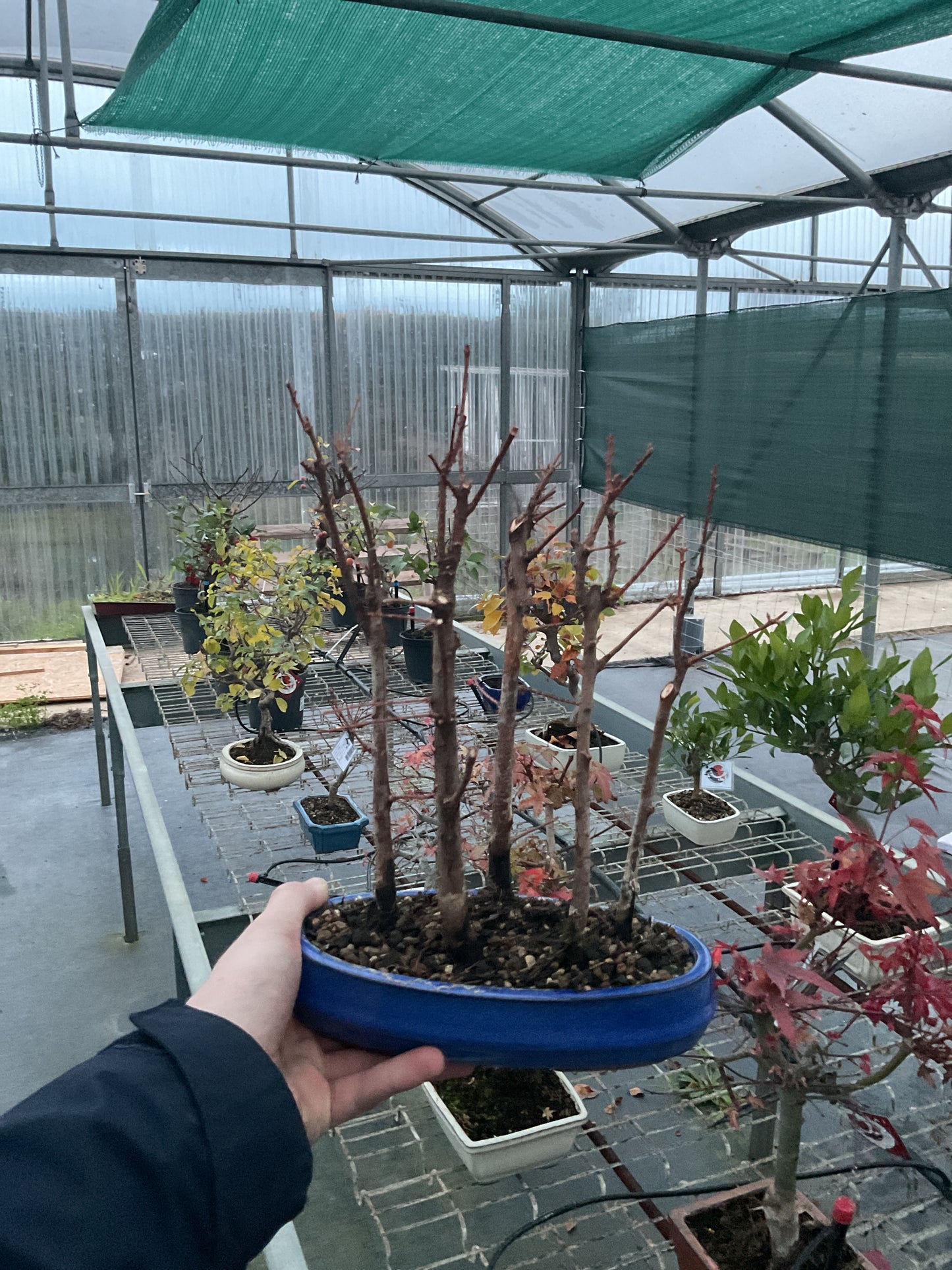 Bonsái 8 ans Metasequoia glyptostroboides