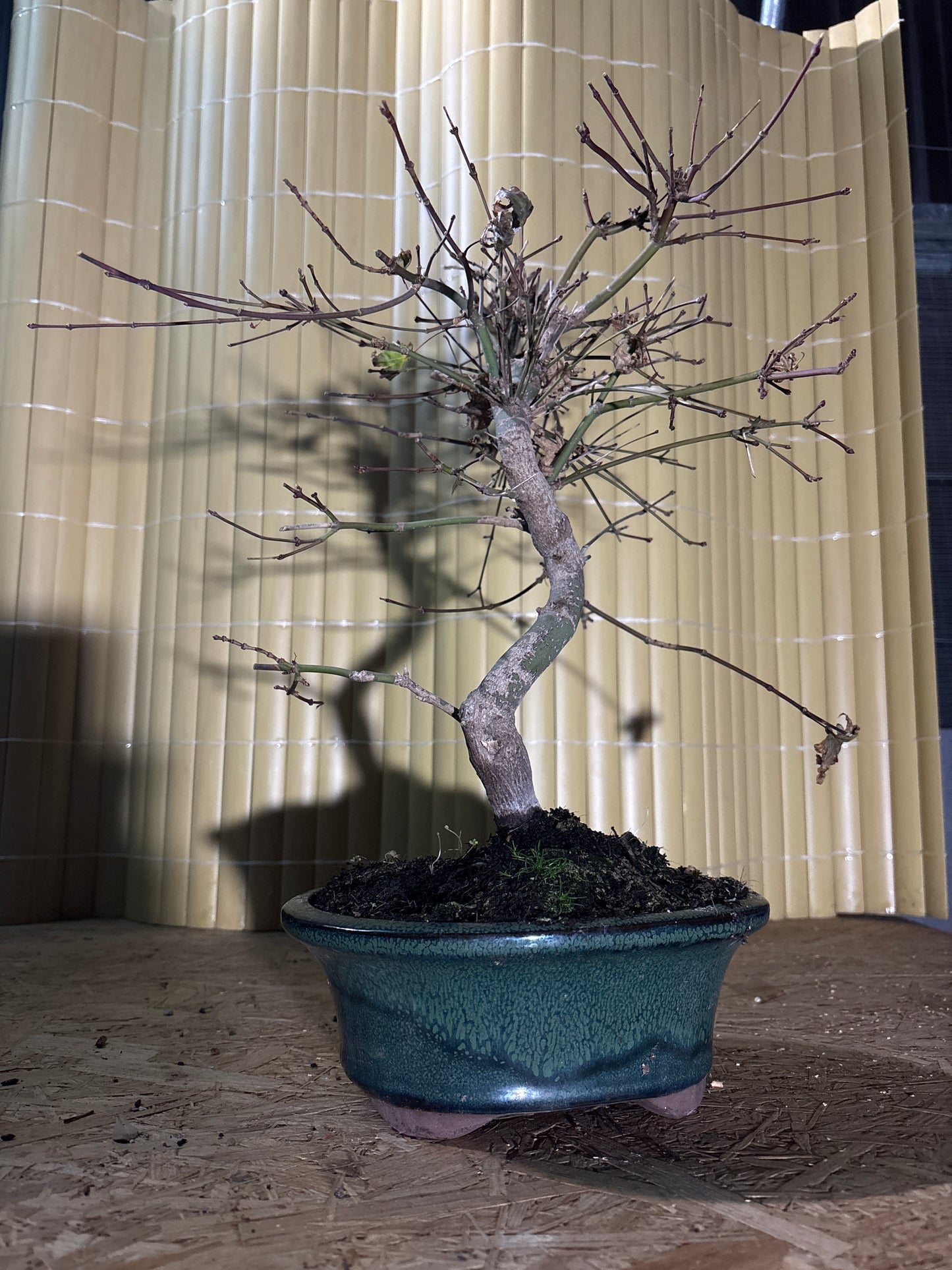 Bonsai 16 Ans Acer palmatum deshojo