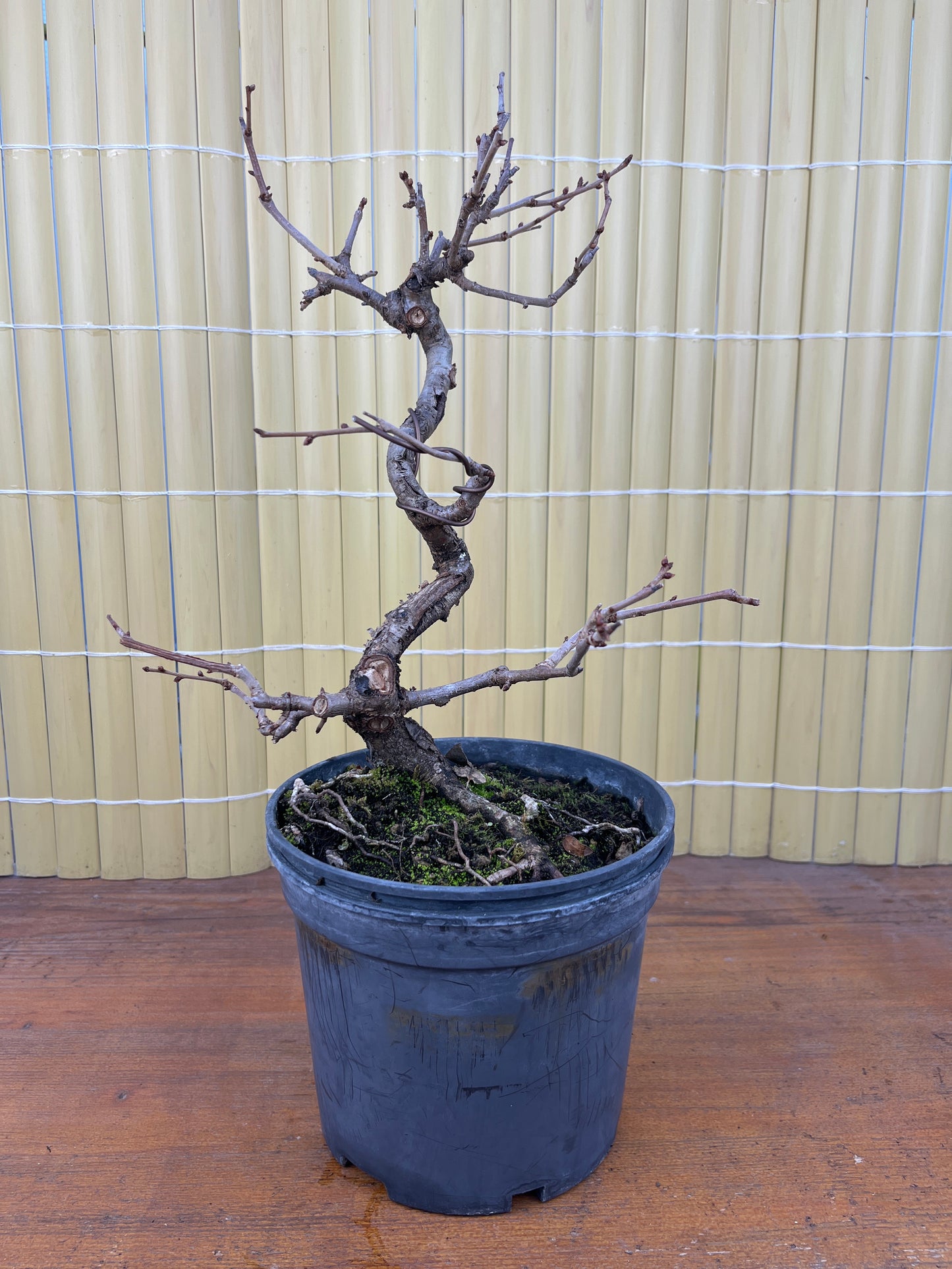 Prebonsai 8 ans Prunus mahaleb