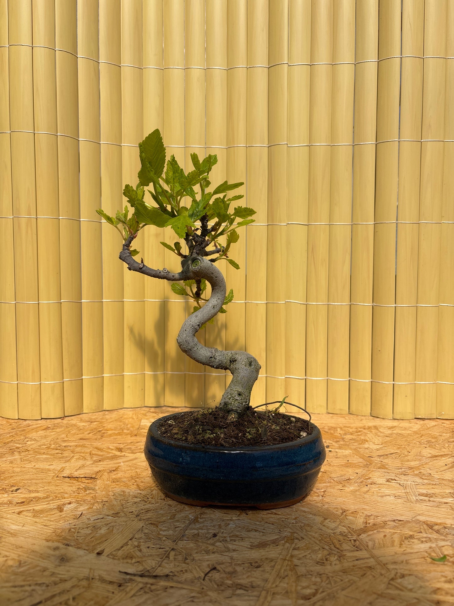 Bonsaï 7 ans Ficus carica