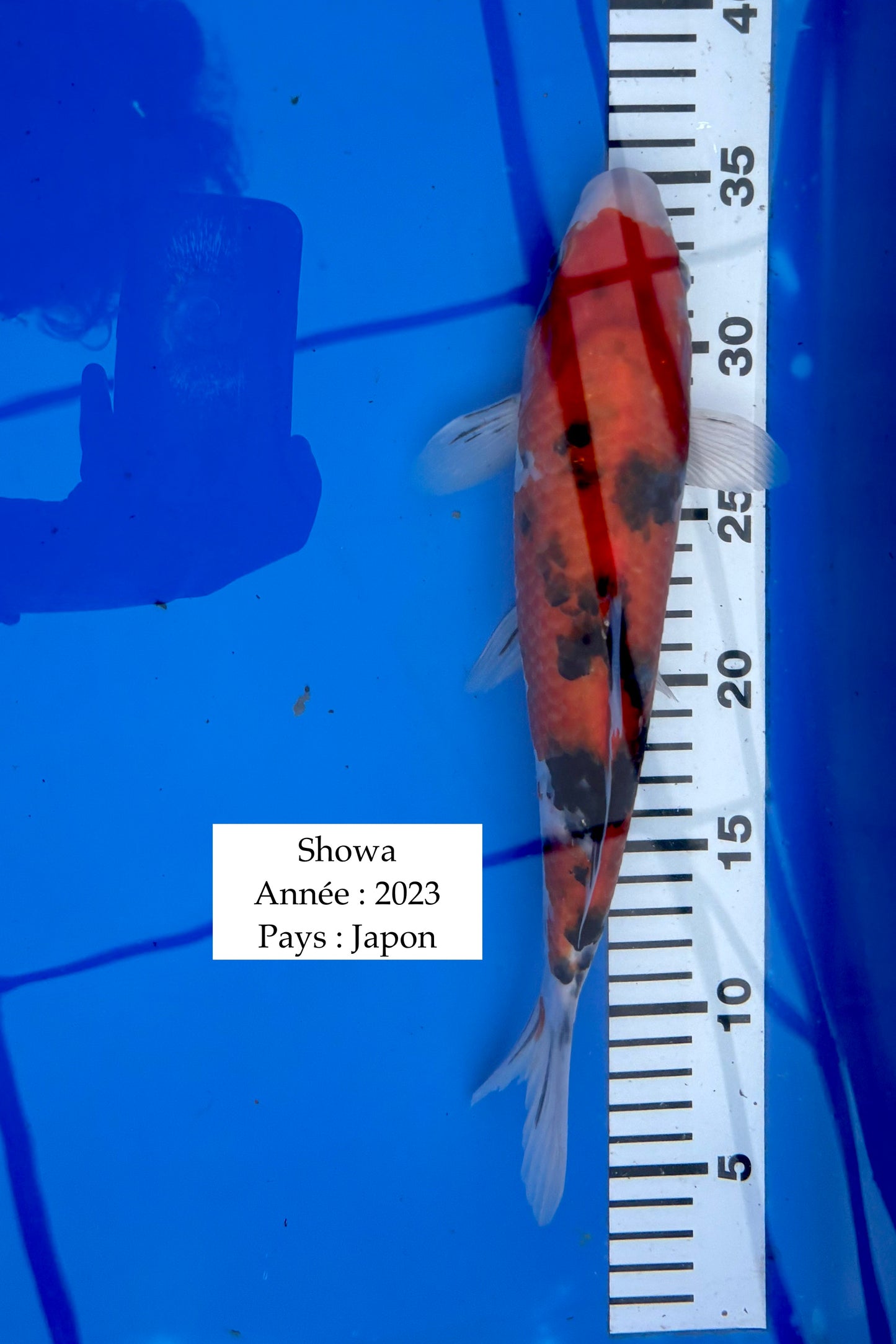 Showa - 30 cm