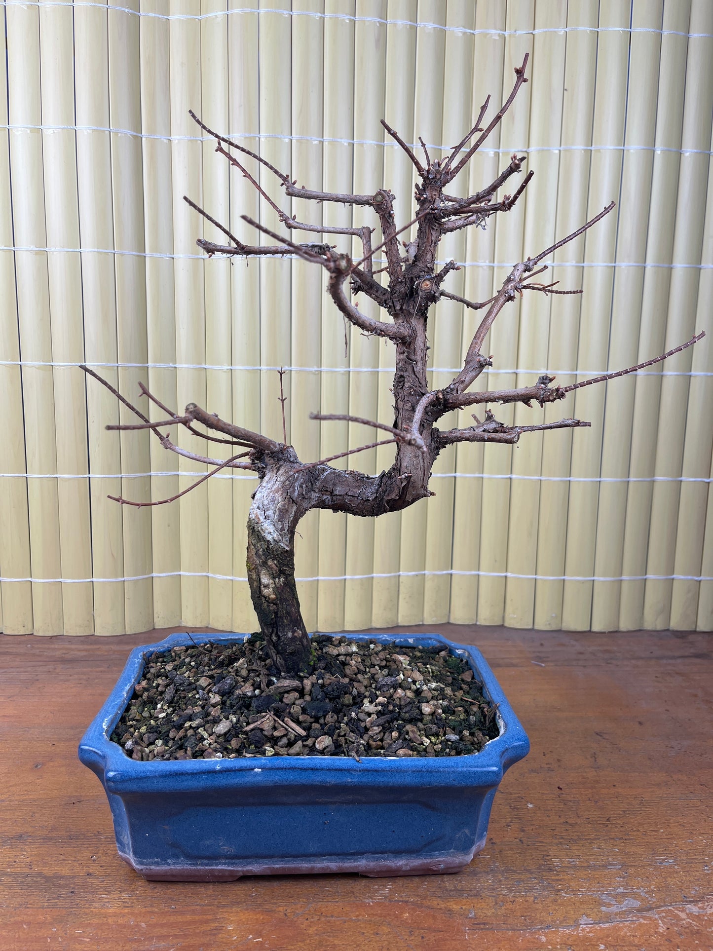 Bonsái 12 ans Metasequoia glyptostroboides