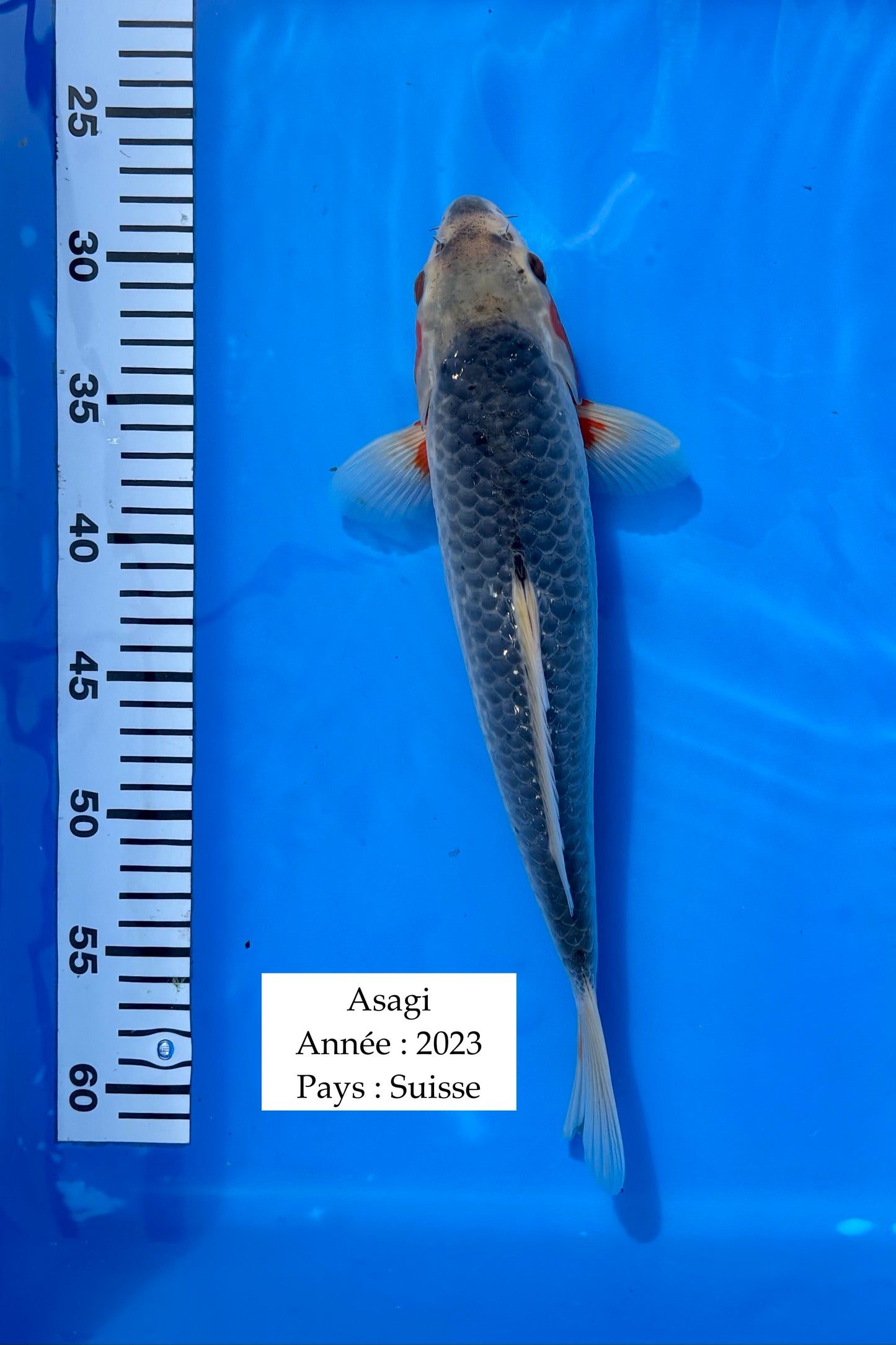 Asagi - 33 cm