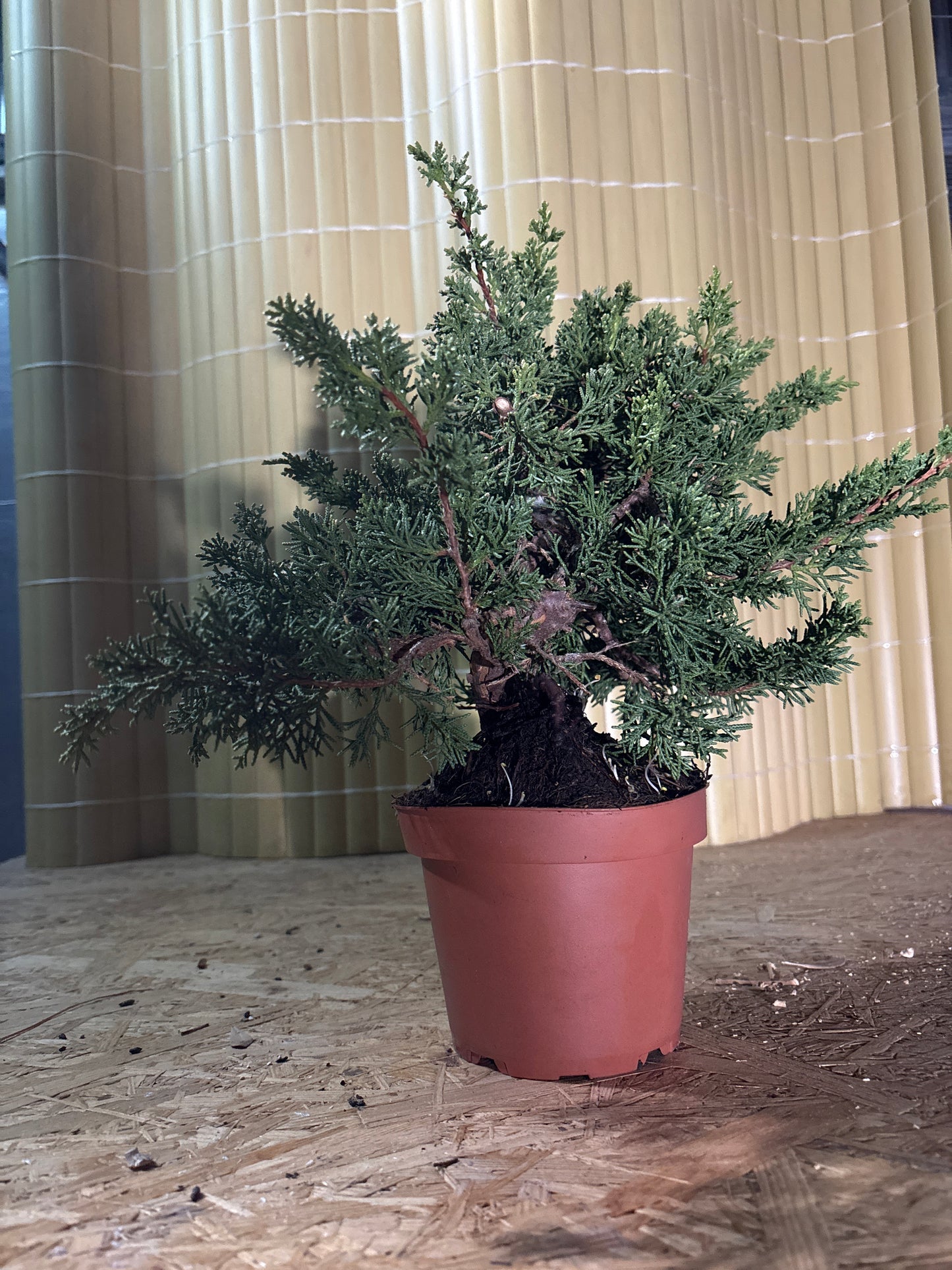 Prebonsái 9 ans Juniperus chinensis kyushu