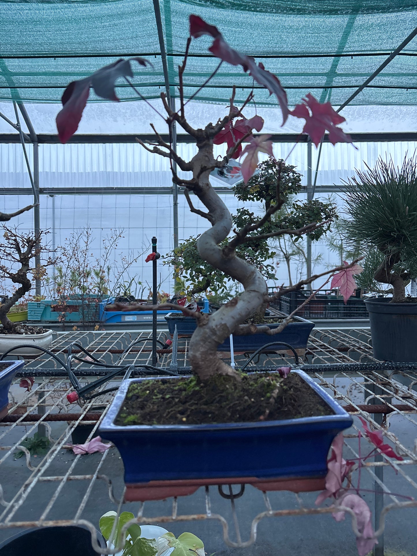 Bonsaï 12 ans Liquidambar sp.