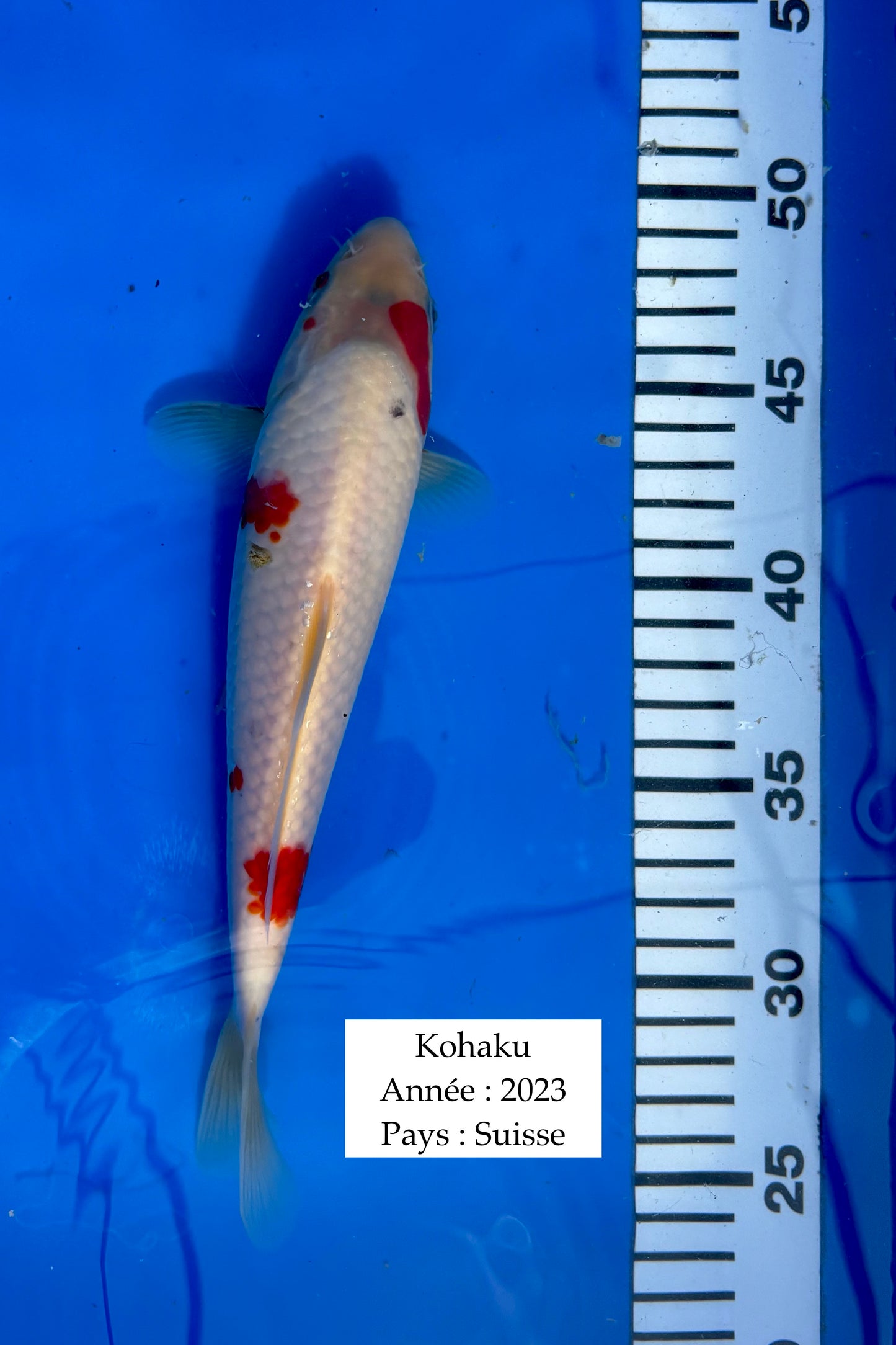 Kohaku - 25 cm