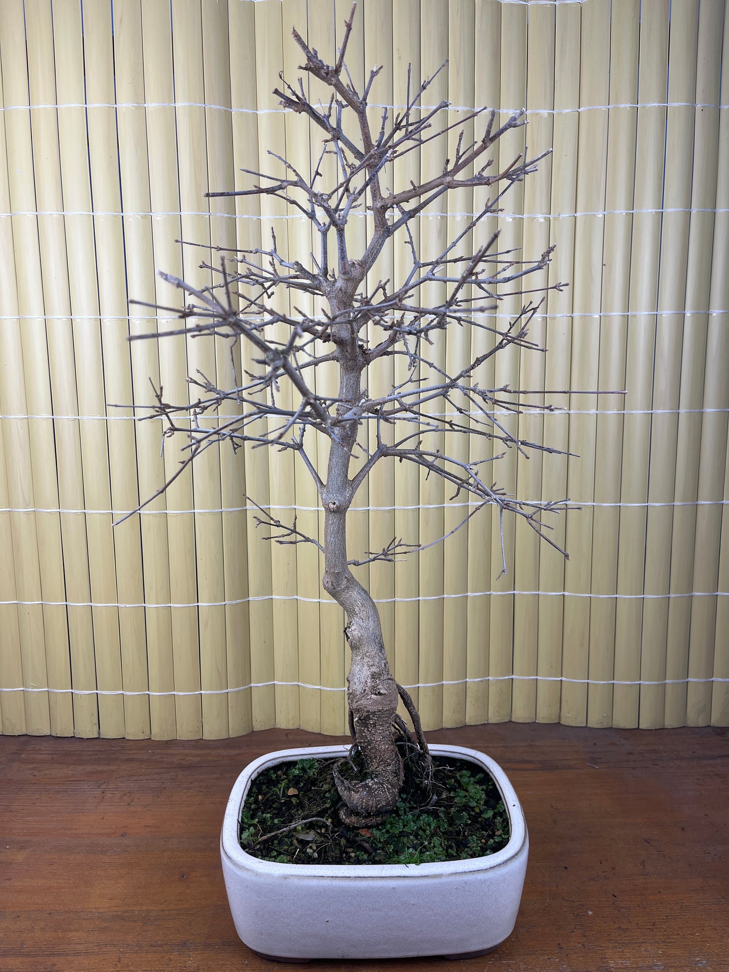 Bonsaï 17 ans Acer buergerianum