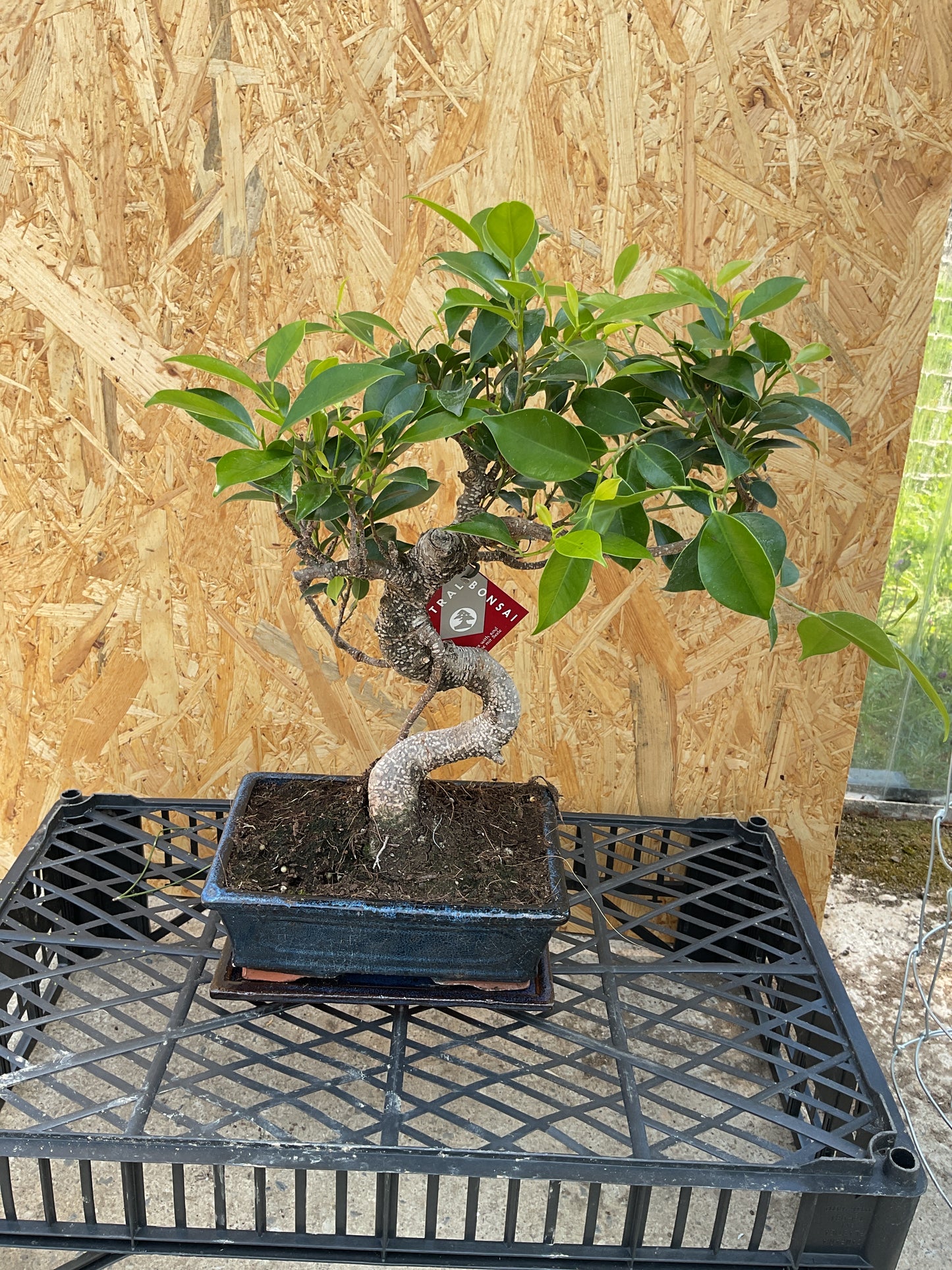 Bonsaï 8 ans Ficus retusa