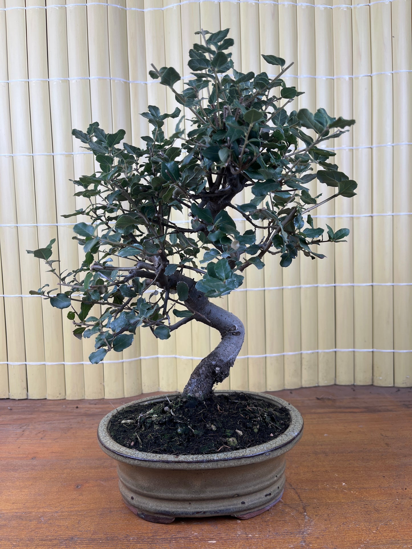 Bonsaï 9 ans Quercus suber