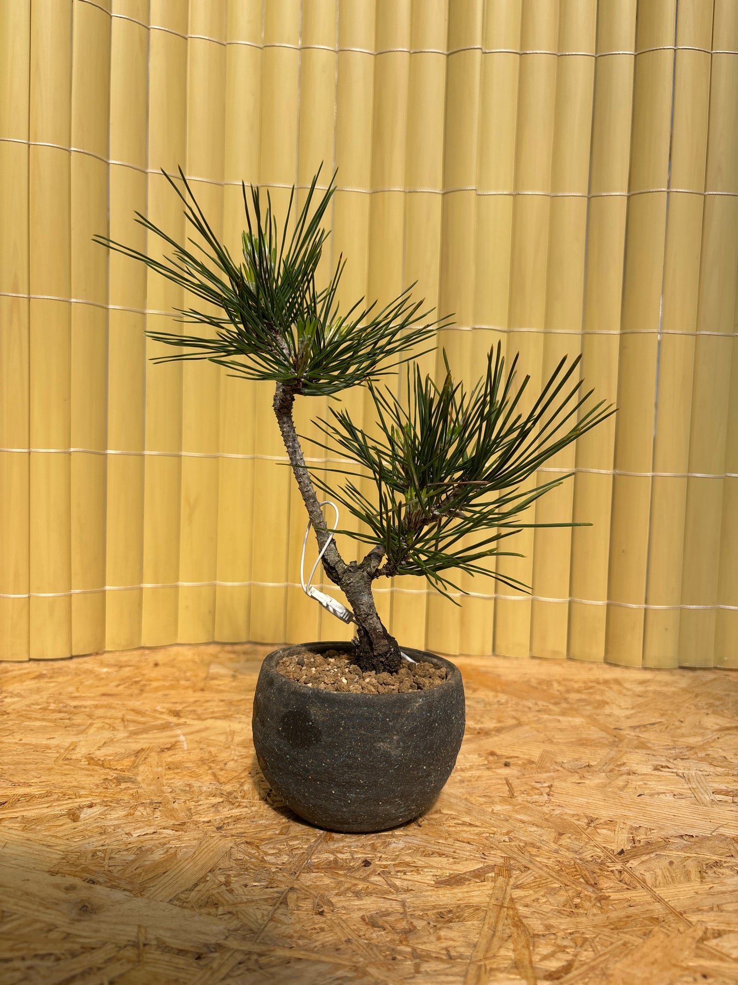 Bonsaï 13 ans Pinus thunbergii corticosa