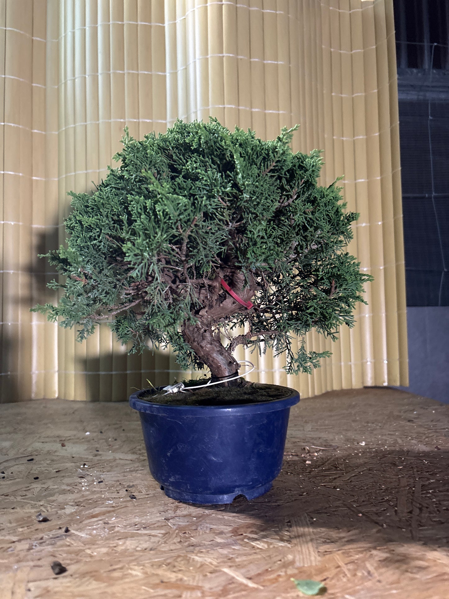 Bonsaï 17 ans Juniperus chinensis itoigawa