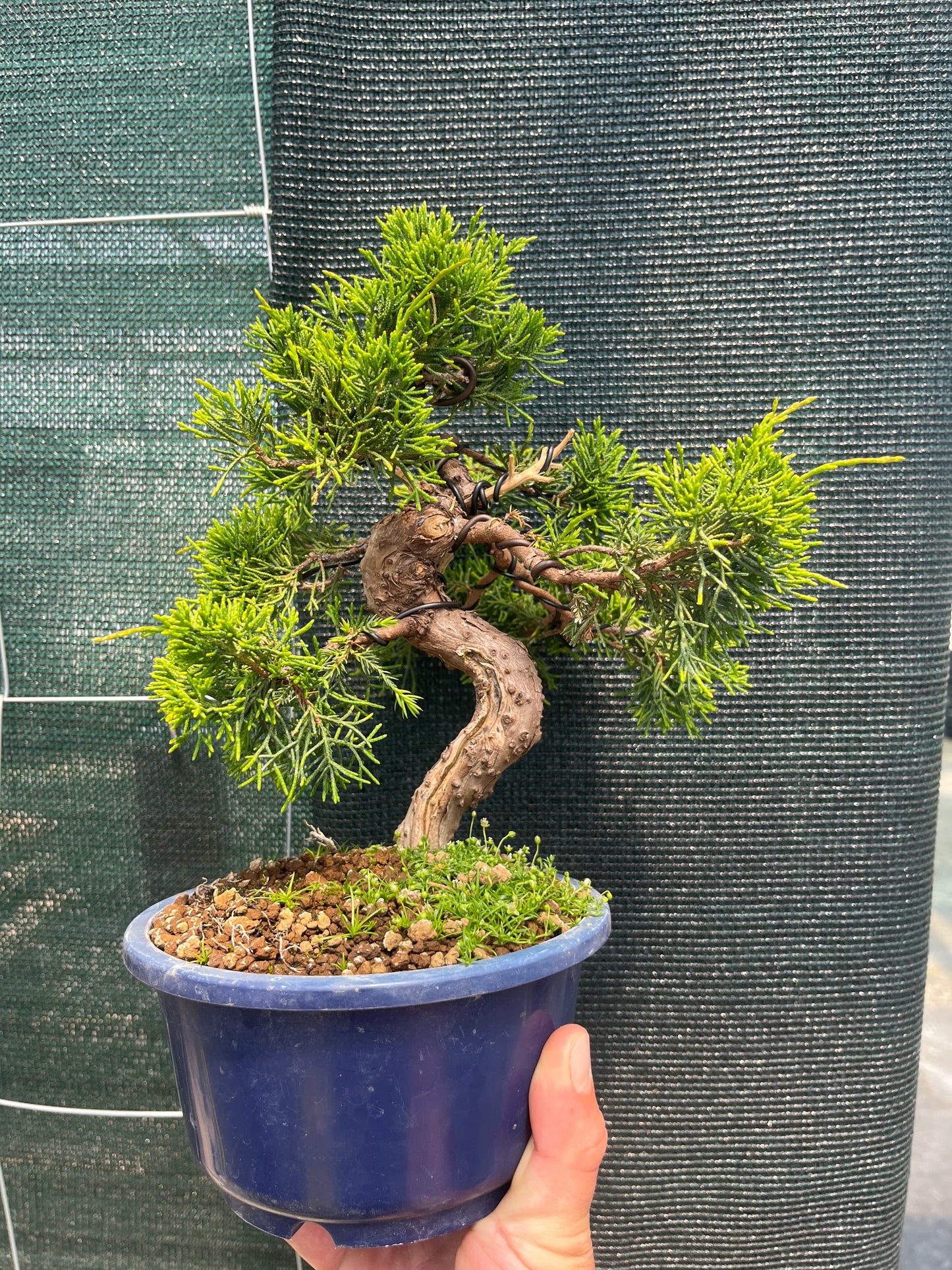 Bonsaï 17 ans Juniperus chinensis itoigawa